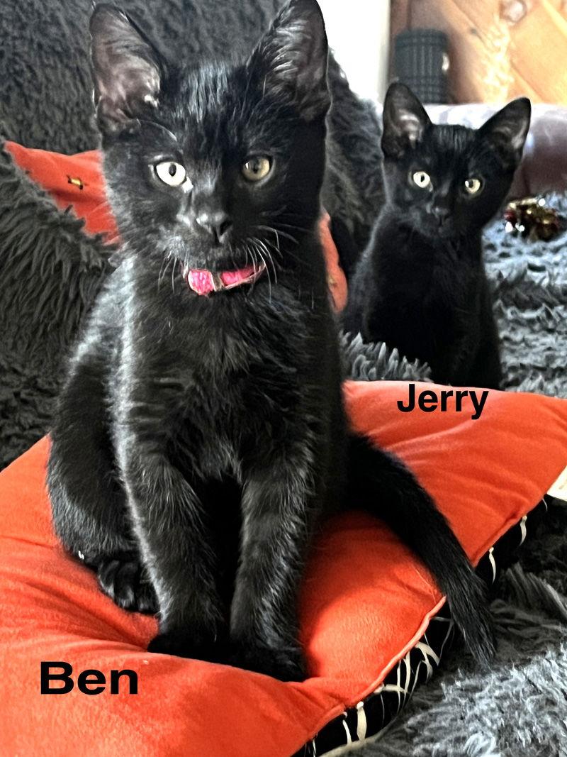 Enlarge Ben & Jerry, a Adoptable Domestic Short Hair in Ventura, CA image 2/3