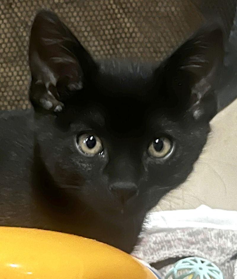 Enlarge Ben & Jerry, a Adoptable Domestic Short Hair in Ventura, CA image 3/3