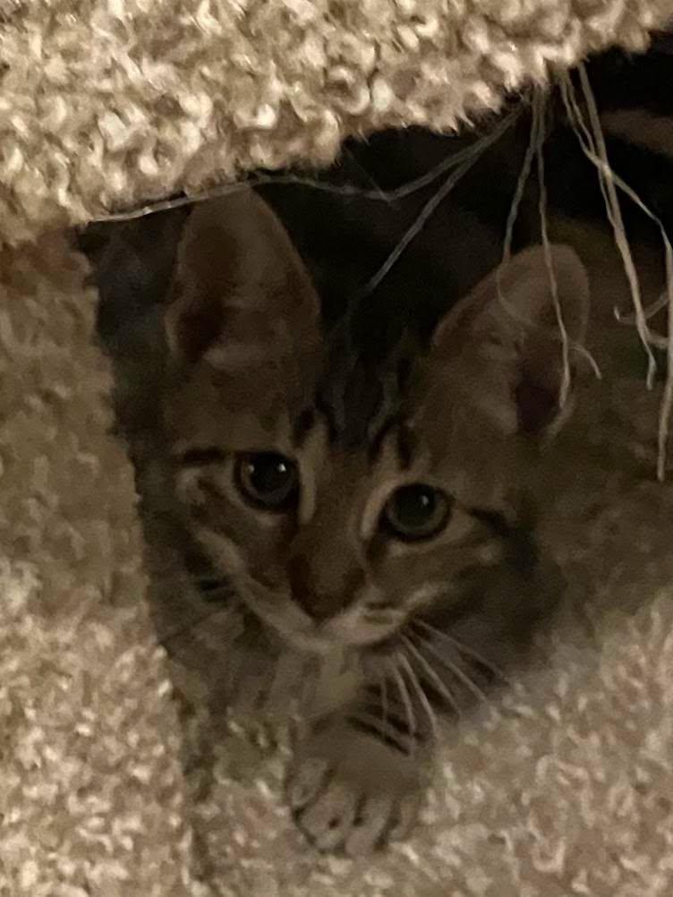 Nugget, a Adoptable Domestic Short Hair in Rochester, NY image 2/2