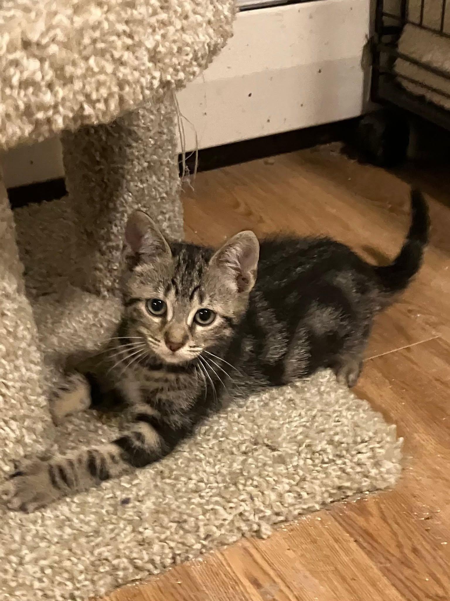 Nugget, Adoptable, Young Female Domestic Short Hair.