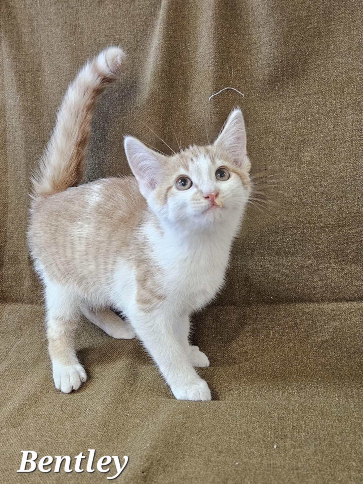 Bentley, Adoptable, Young Male Domestic Short Hair.