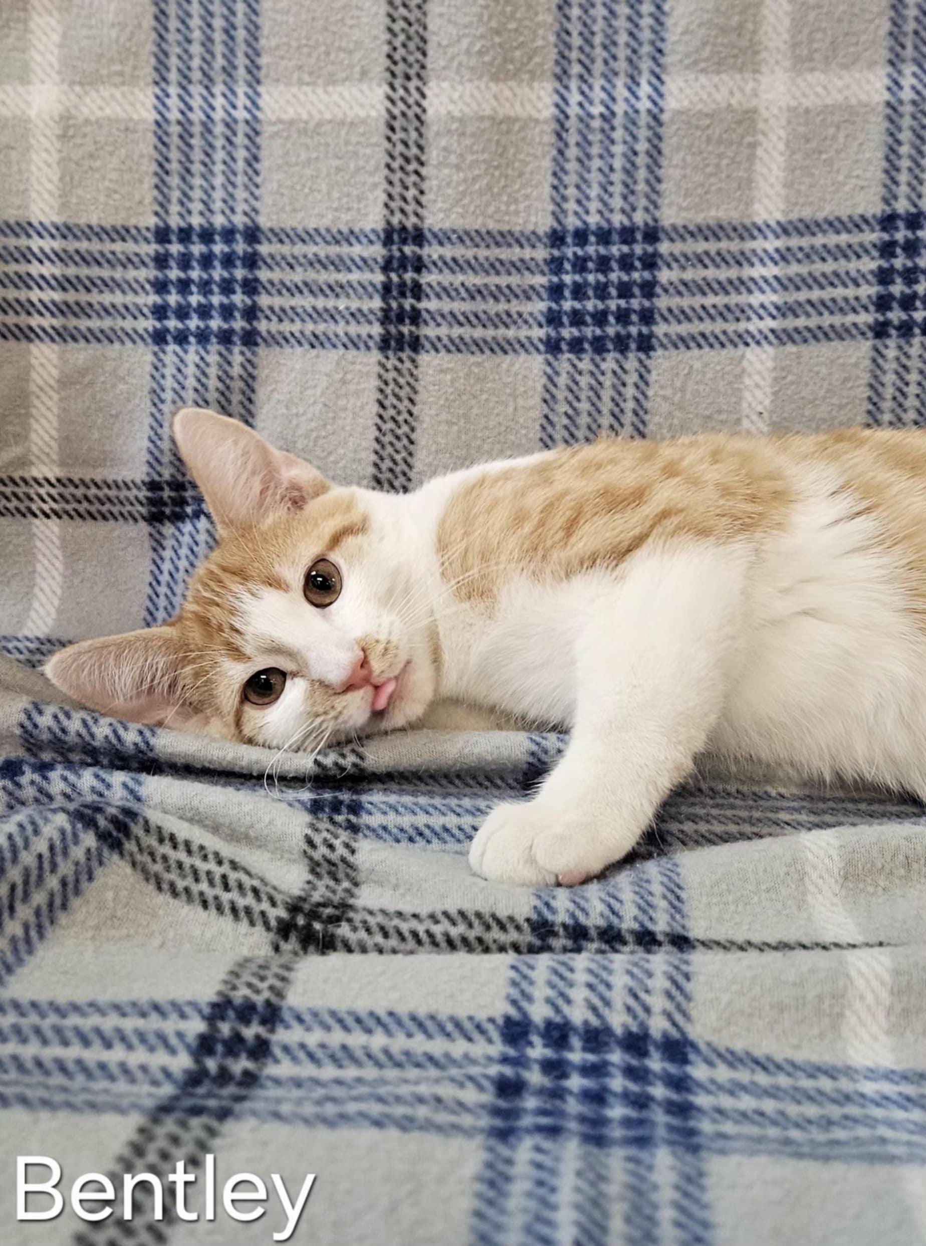 Bentley, a Adoptable Domestic Short Hair in Wapakoneta, OH image 1/3