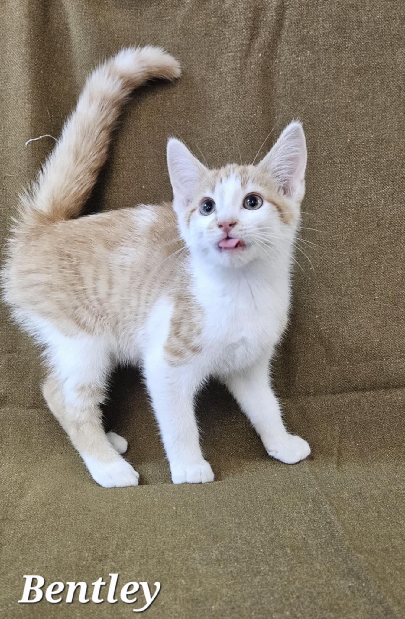 Bentley, a Adoptable Domestic Short Hair in Wapakoneta, OH image 3/3