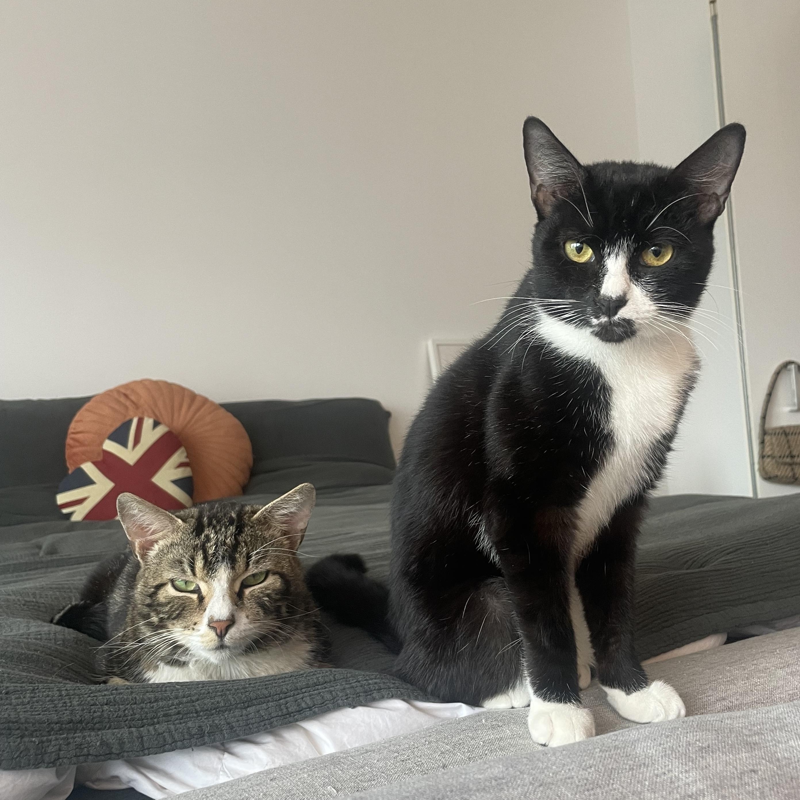 Nylon and Twill, a Adopted Domestic Short Hair in Brooklyn, NY image 1/4