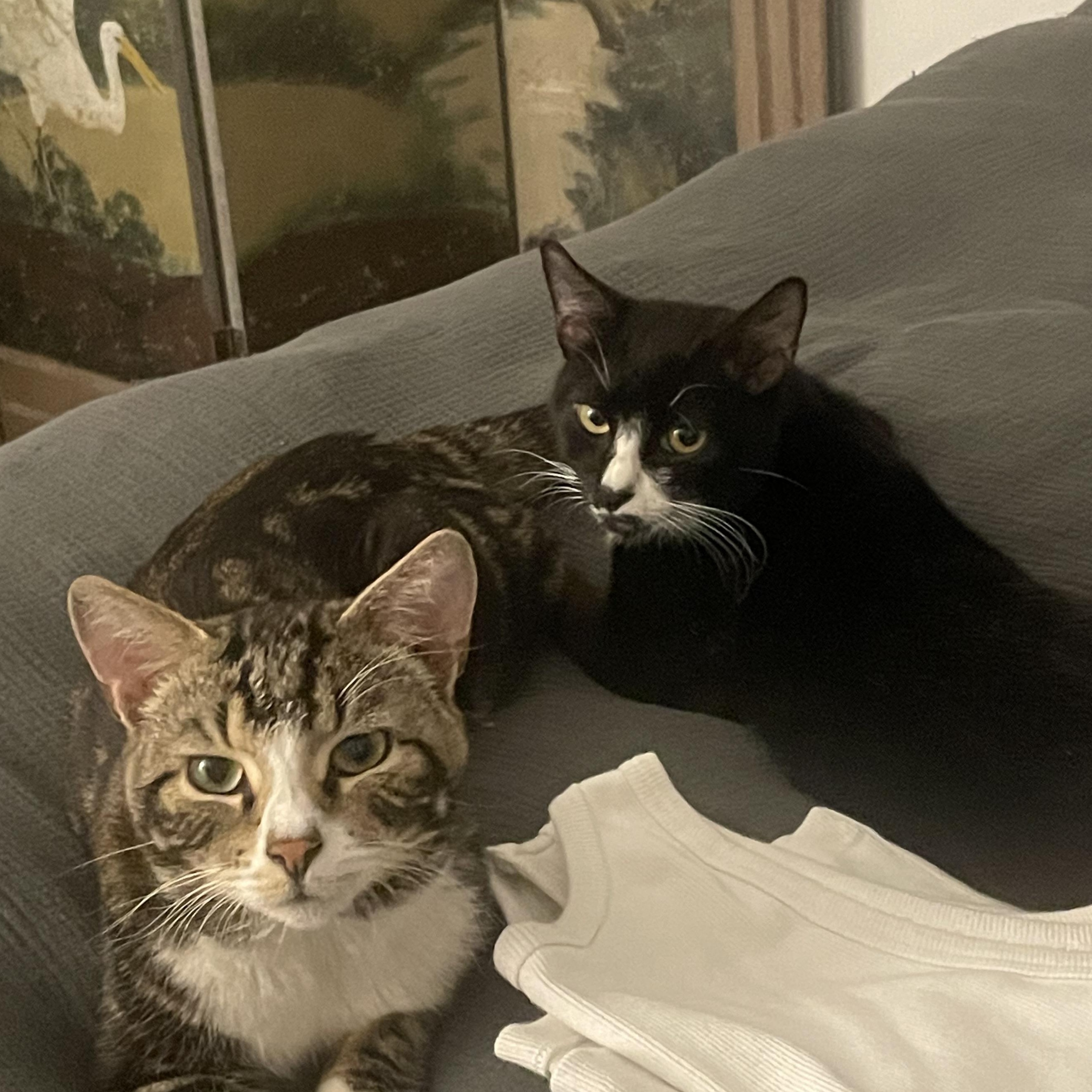 Nylon and Twill, a Adopted Domestic Short Hair in Brooklyn, NY image 2/4