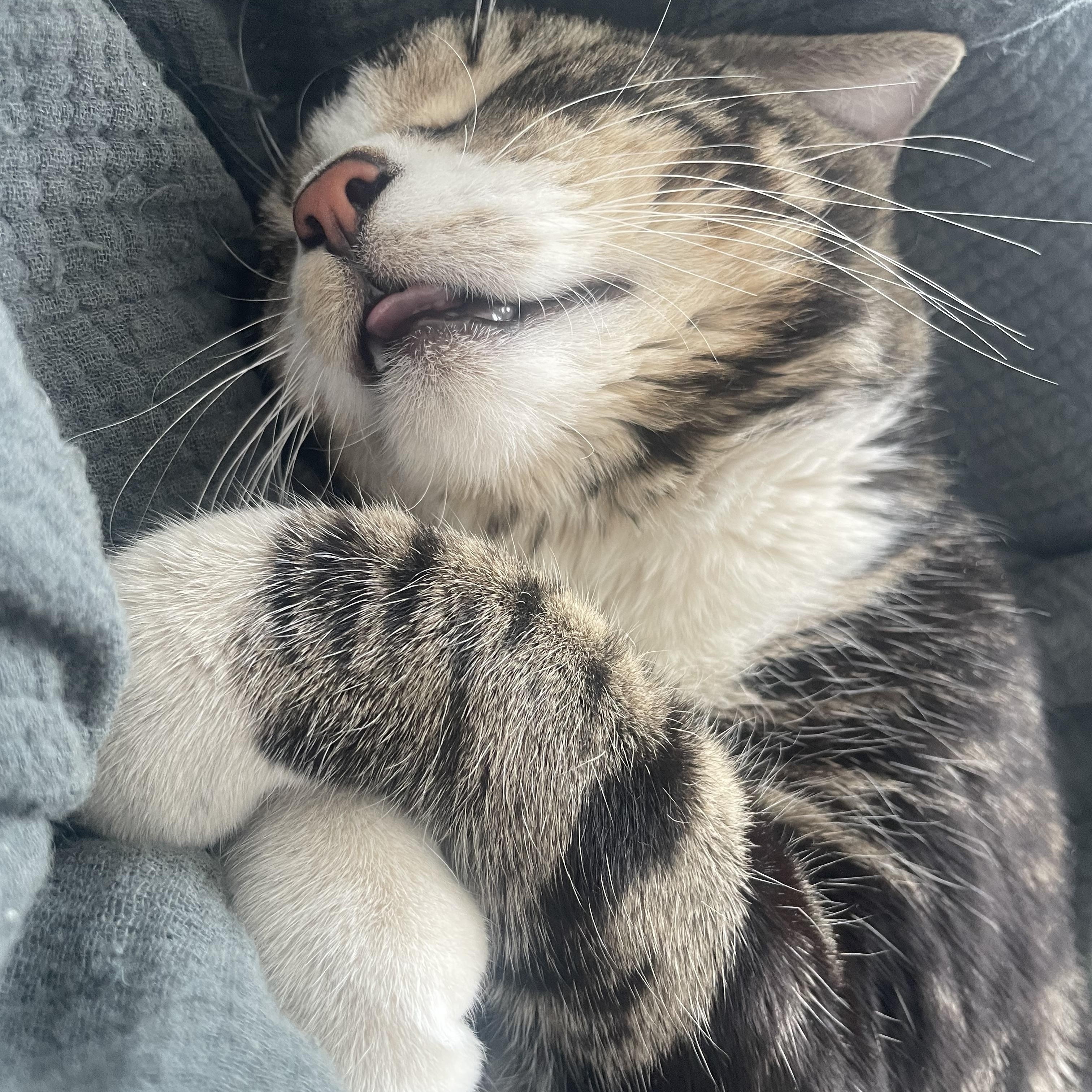 Nylon and Twill, a Adopted Domestic Short Hair in Brooklyn, NY image 3/4