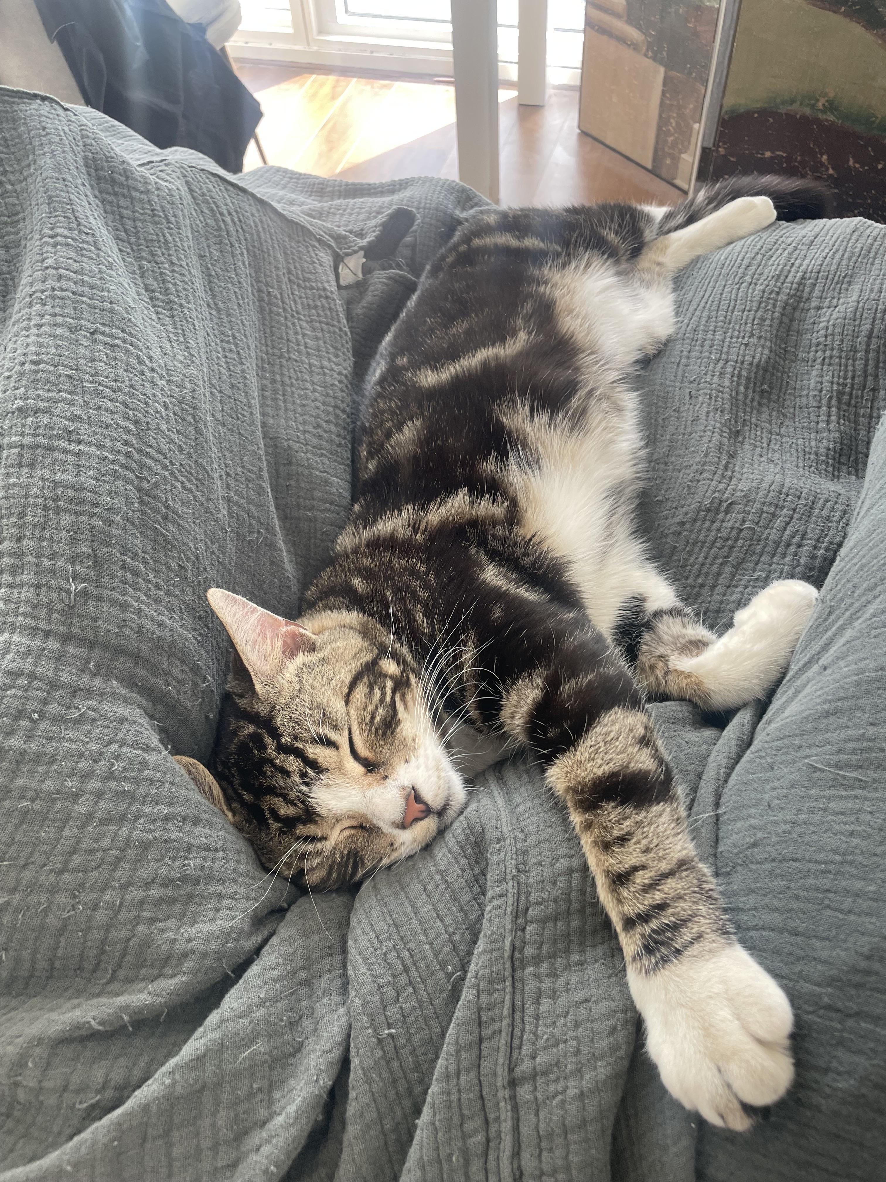 Nylon and Twill, a Adopted Domestic Short Hair in Brooklyn, NY image 4/4