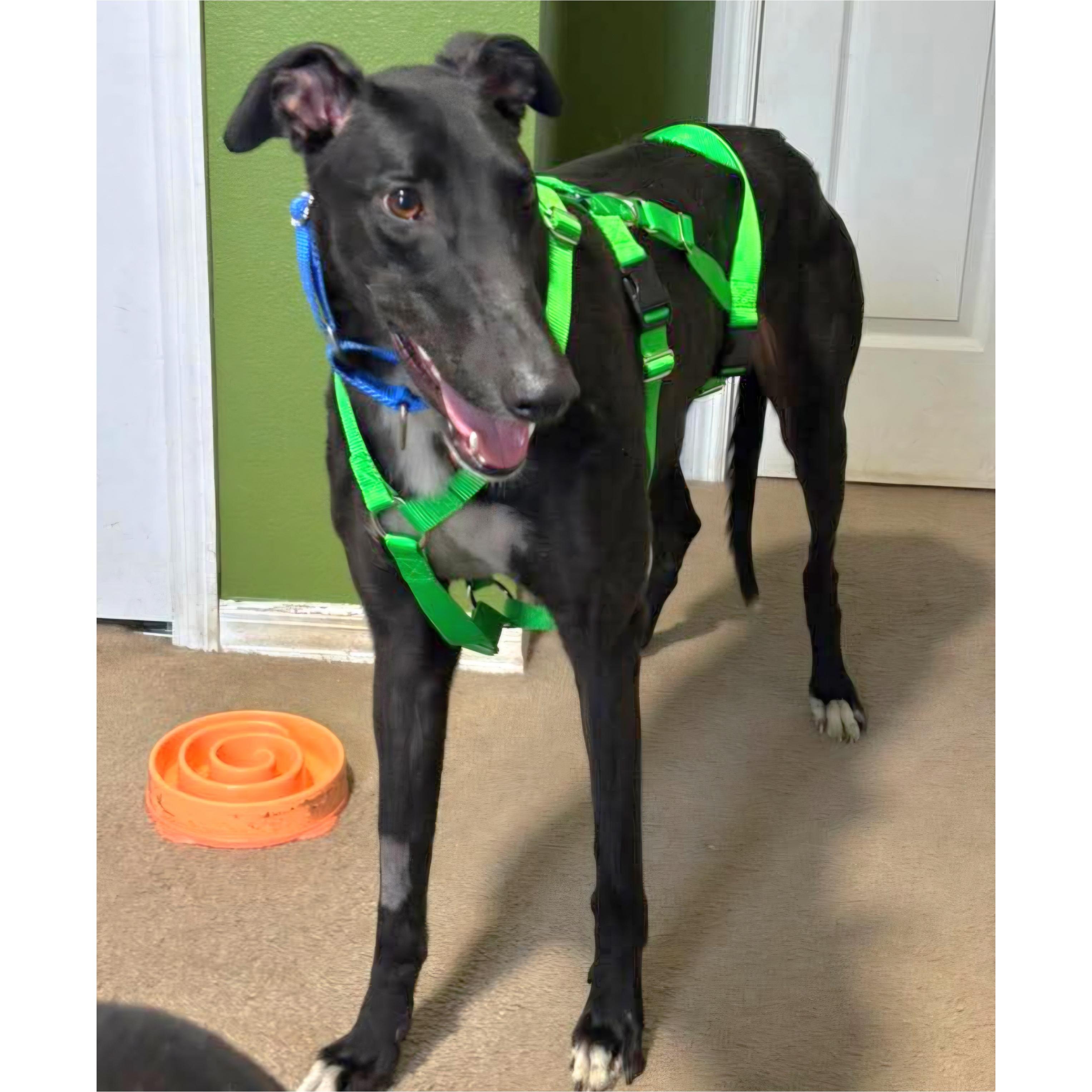 Enlarge Roger Dodger (Roger), a Adoptable Greyhound in Tarpon Springs, FL image 1/6
