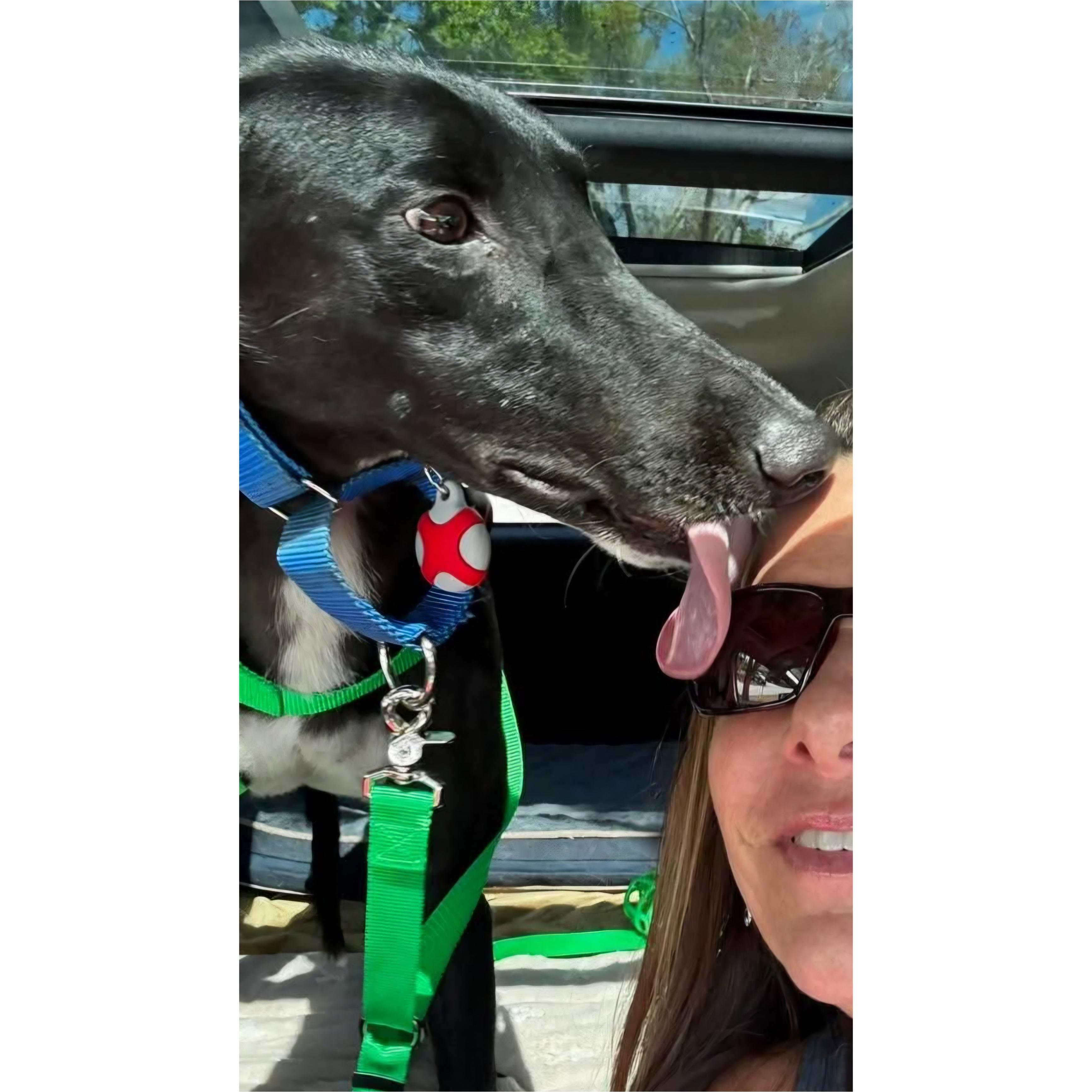 Enlarge Roger Dodger (Roger), a Adoptable Greyhound in Tarpon Springs, FL image 2/6