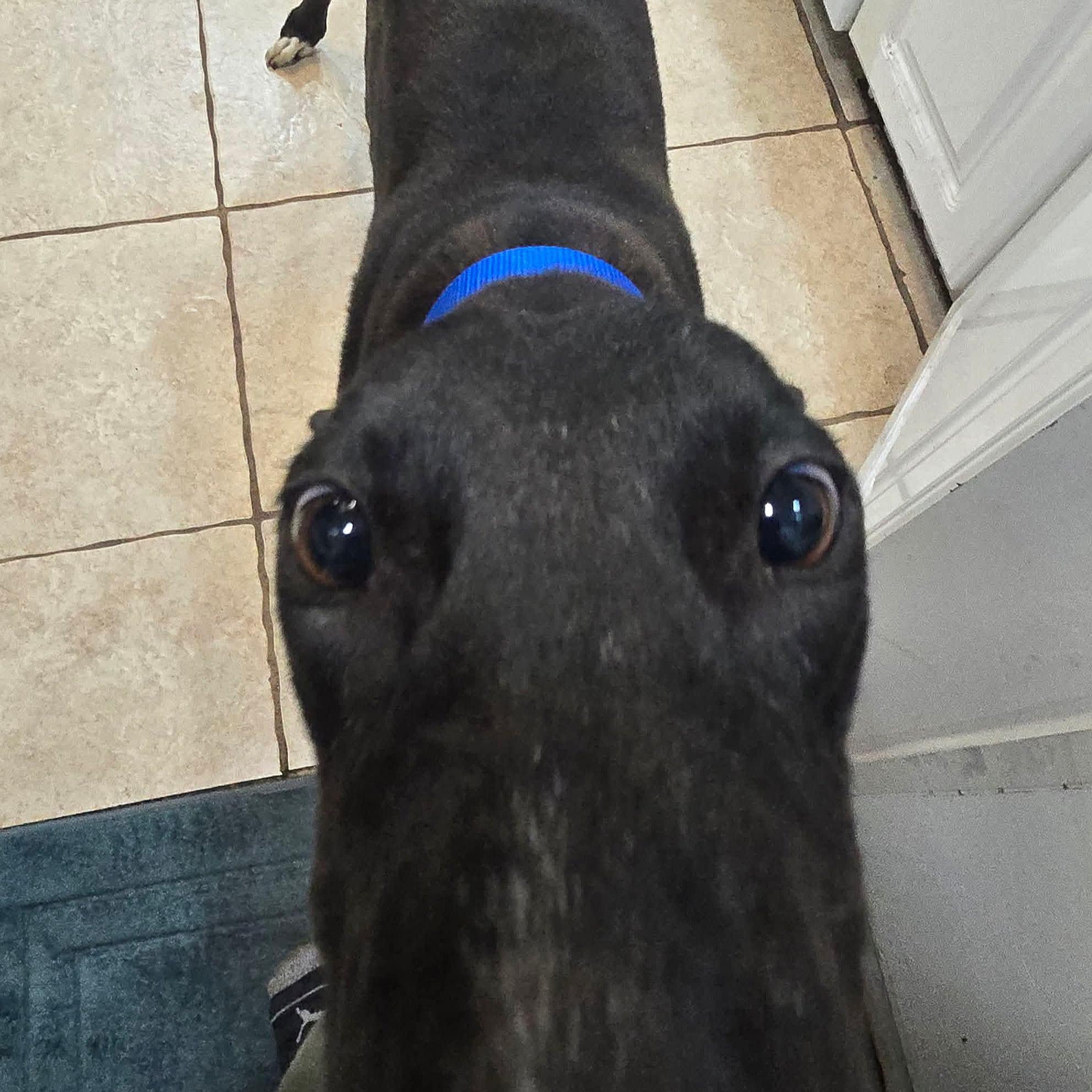 Enlarge Roger Dodger (Roger), a Adoptable Greyhound in Tarpon Springs, FL image 2/6