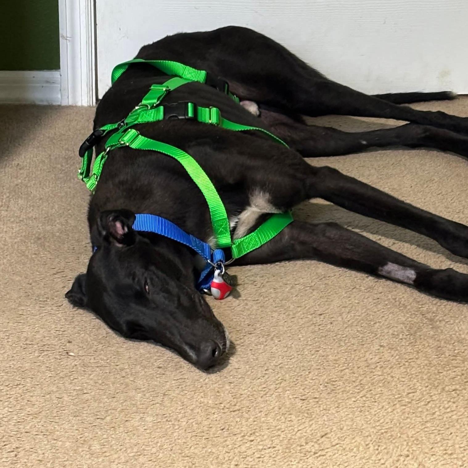 Enlarge Roger Dodger (Roger), a Adoptable Greyhound in Tarpon Springs, FL image 4/6