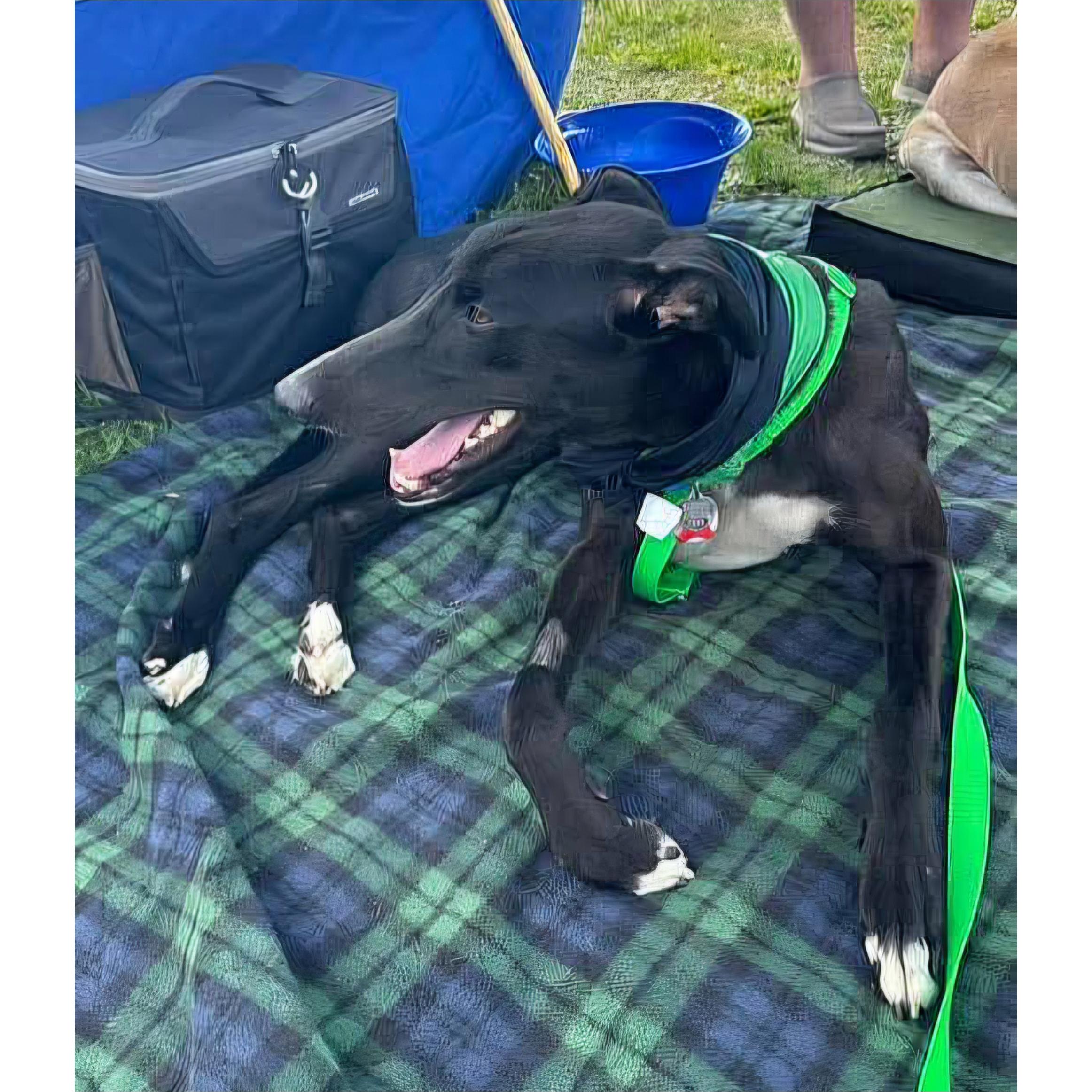 Enlarge Roger Dodger (Roger), a Adoptable Greyhound in Tarpon Springs, FL image 5/6