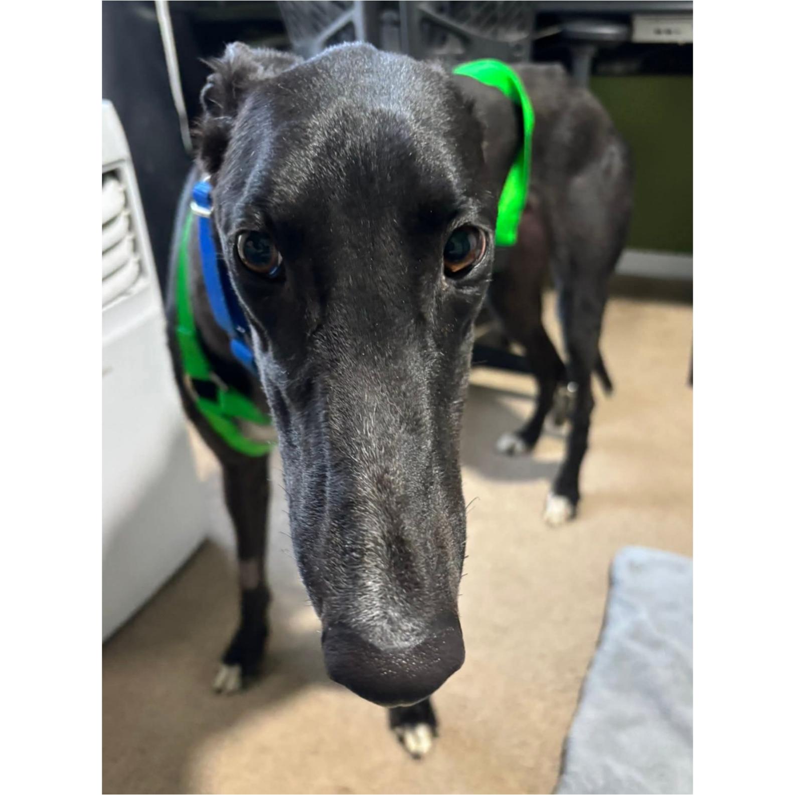 Enlarge Roger Dodger (Roger), a Adoptable Greyhound in Tarpon Springs, FL image 6/6