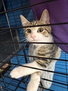 Princess2, ADOPTABLE, Kitten Female Domestic Short Hair.