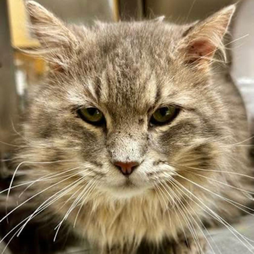 Scholar, Adoptable, Adult Male Domestic Long Hair.