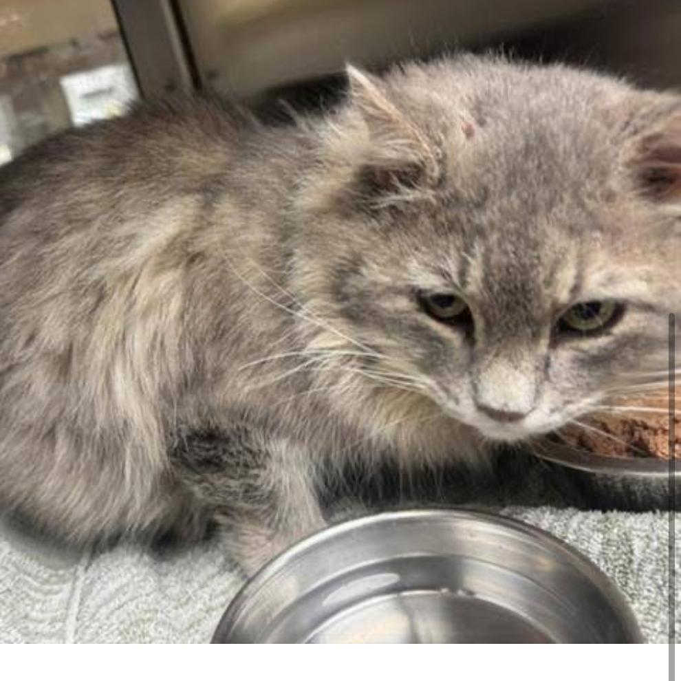 Enlarge Scholar, a Adoptable Domestic Long Hair in Granby, MO image 2/4