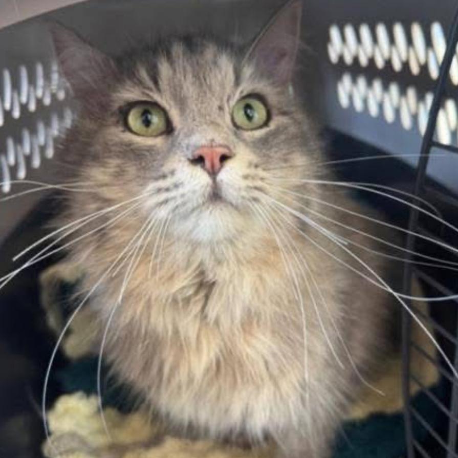 Enlarge Scholar, a Adoptable Domestic Long Hair in Granby, MO image 3/4