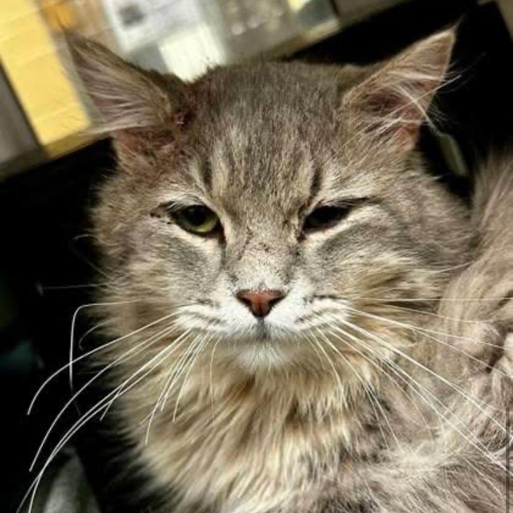 Enlarge Scholar, a Adoptable Domestic Long Hair in Granby, MO image 4/4