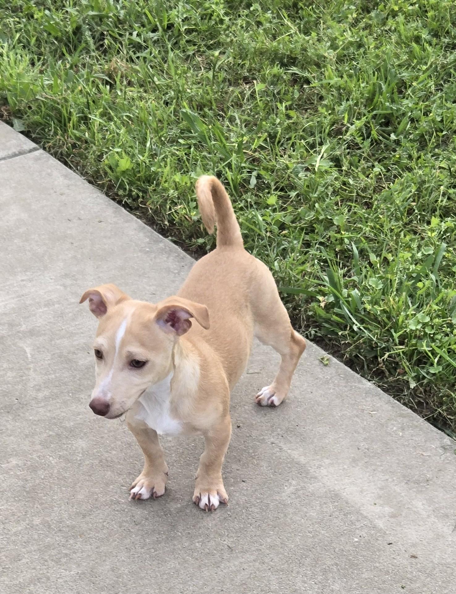 Enlarge Fred, a ADOPTABLE mixed breed in Oakdale, CA image 2/3