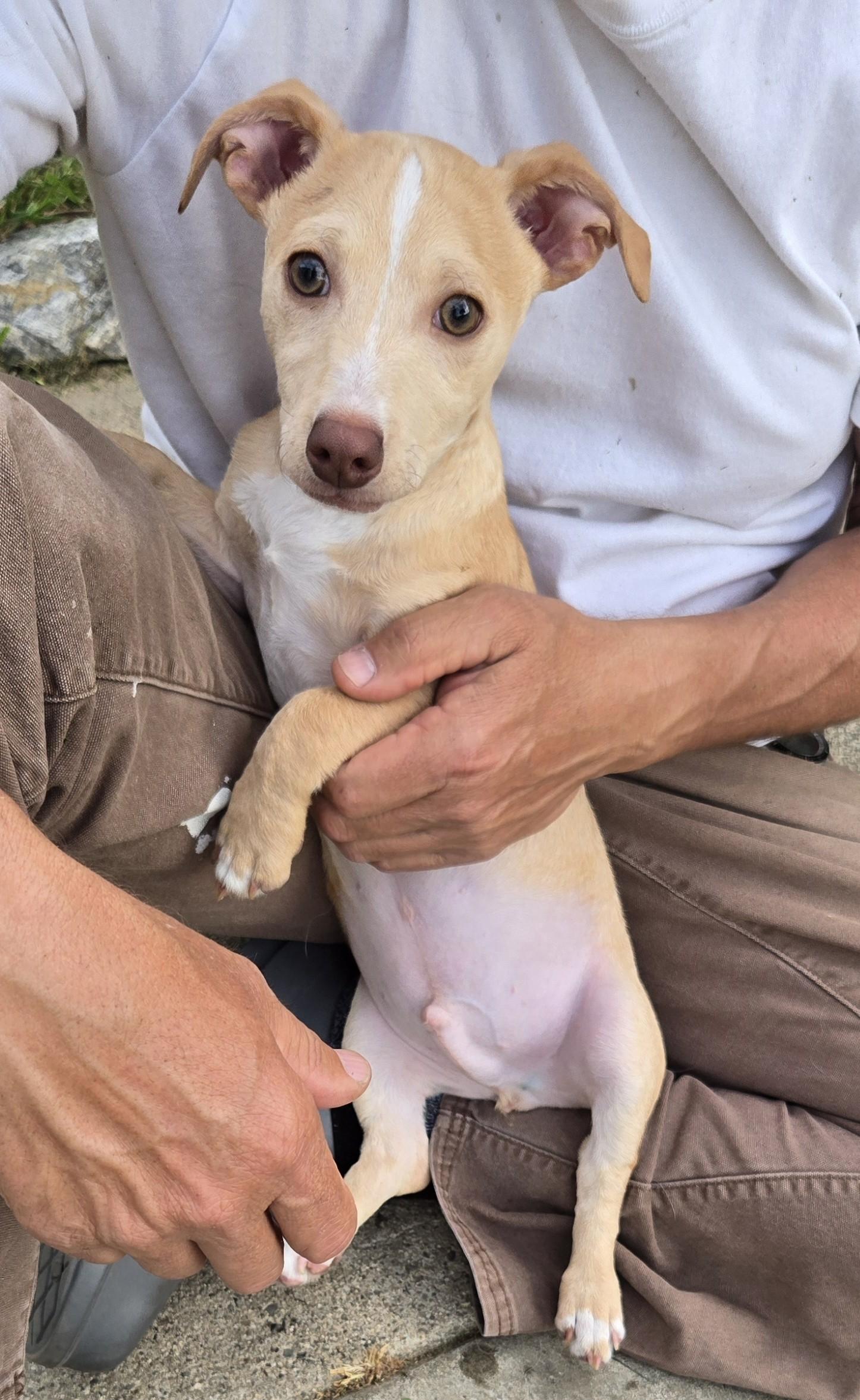 Enlarge Fred, a ADOPTABLE mixed breed in Oakdale, CA image 1/3