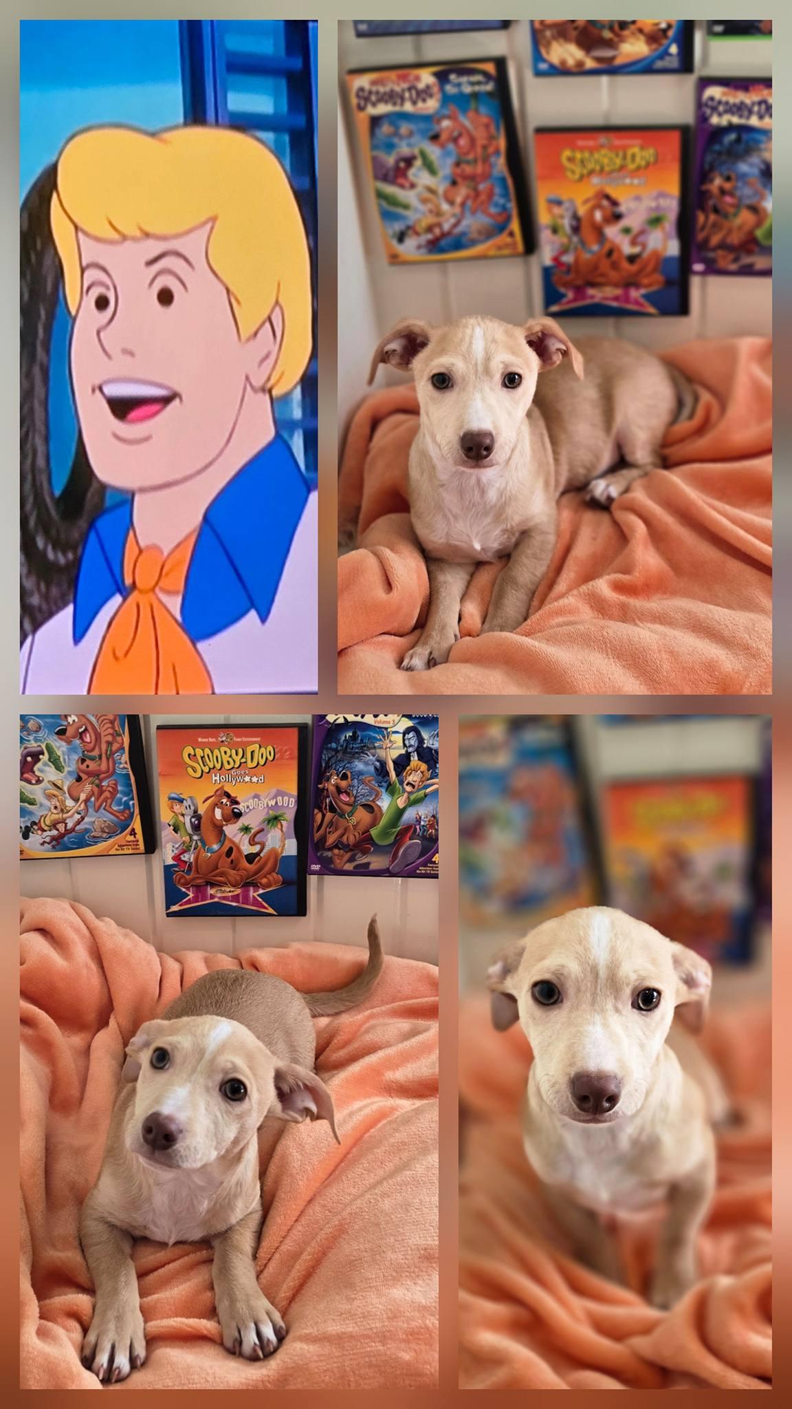 Enlarge Fred, a ADOPTABLE mixed breed in Oakdale, CA image 3/3