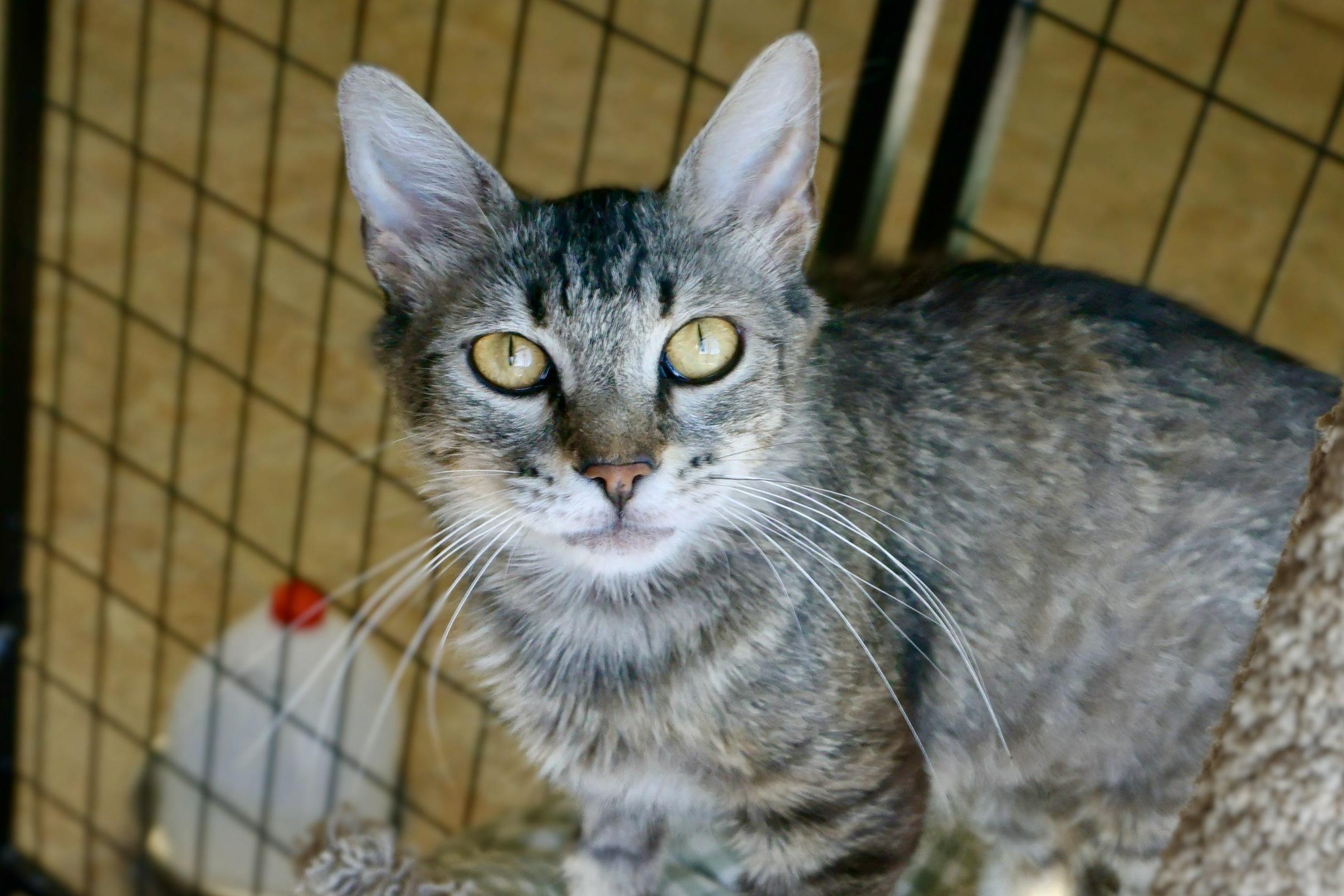 Persimmon, a ADOPTABLE Domestic Medium Hair in Fountain Hills, AZ image 4/4
