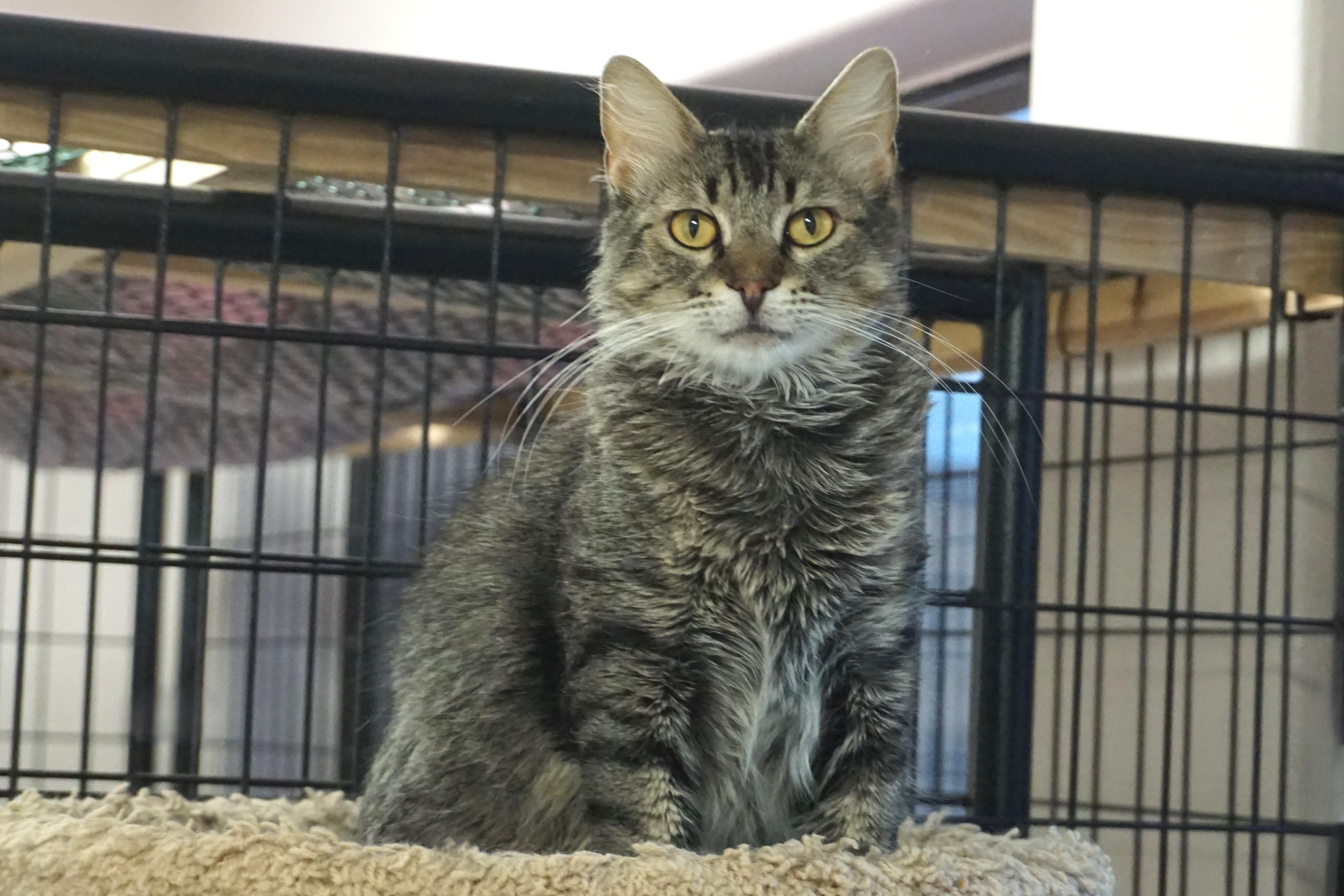 Enlarge Persimmon, a Adoptable Domestic Medium Hair in Fountain Hills, AZ image 2/6