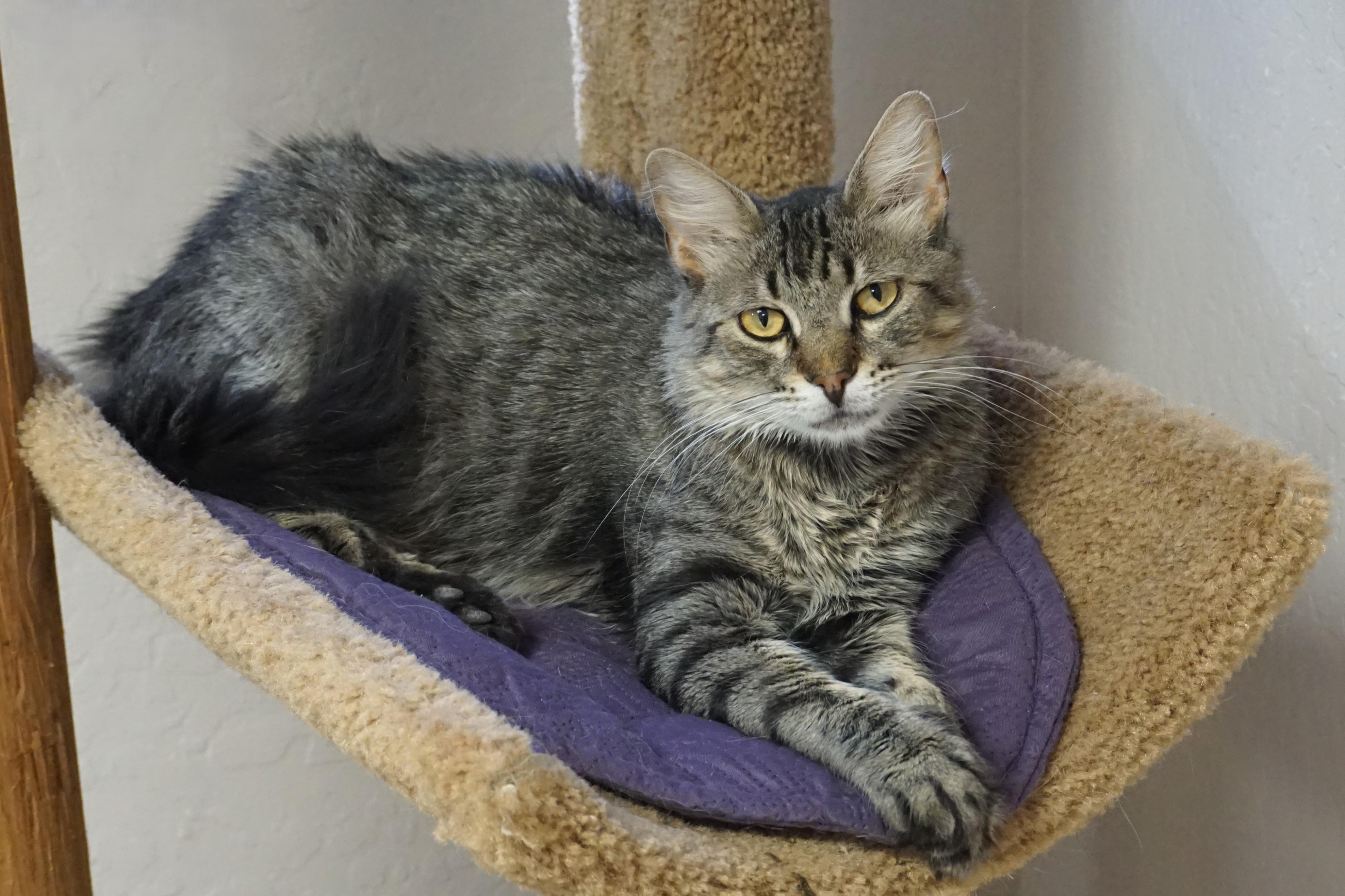 Persimmon, adoptable, Adult Female Domestic Medium Hair.