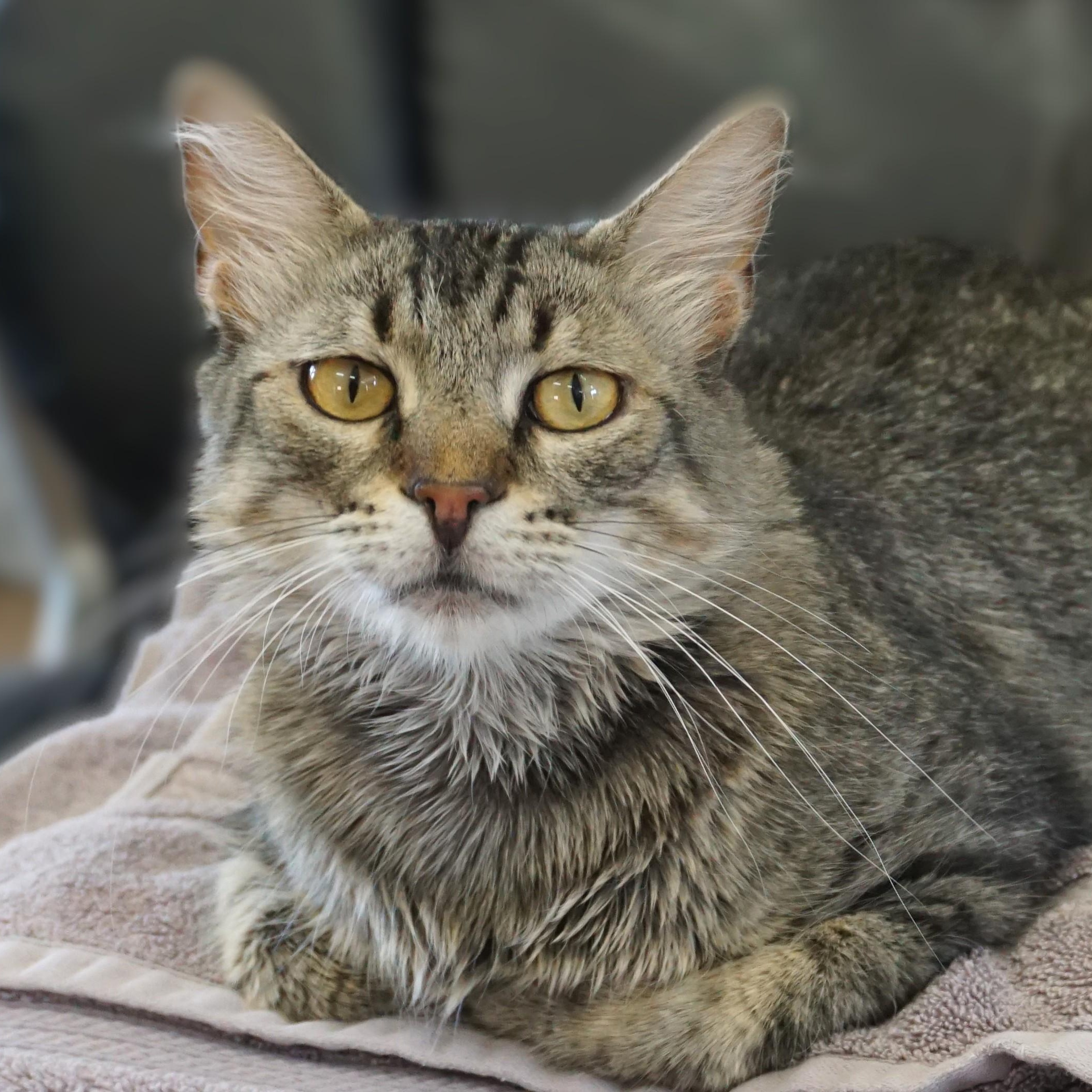 Persimmon, adoptable, Adult Female Domestic Medium Hair.