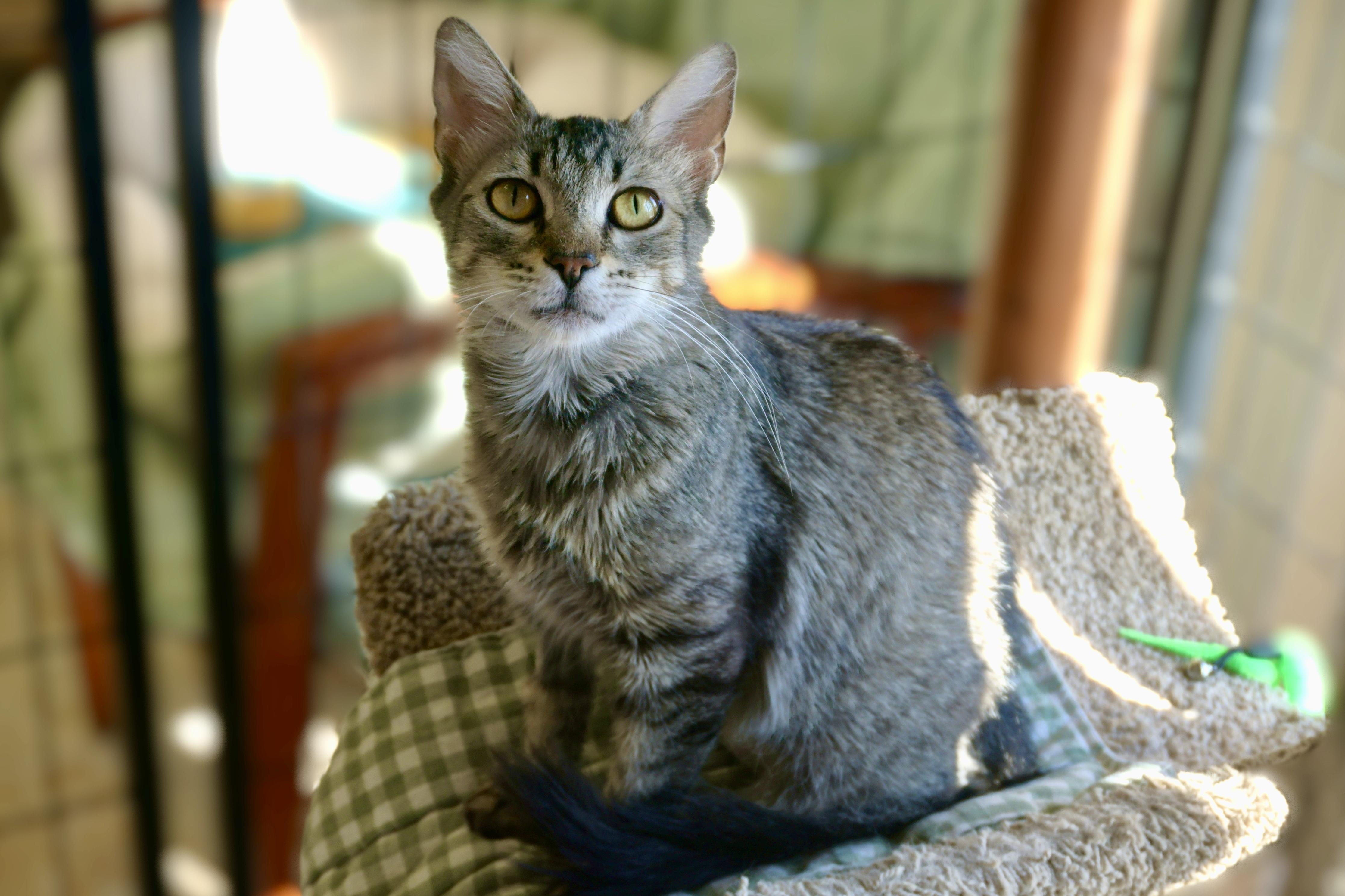 Persimmon, ADOPTABLE, Adult Female Domestic Medium Hair.