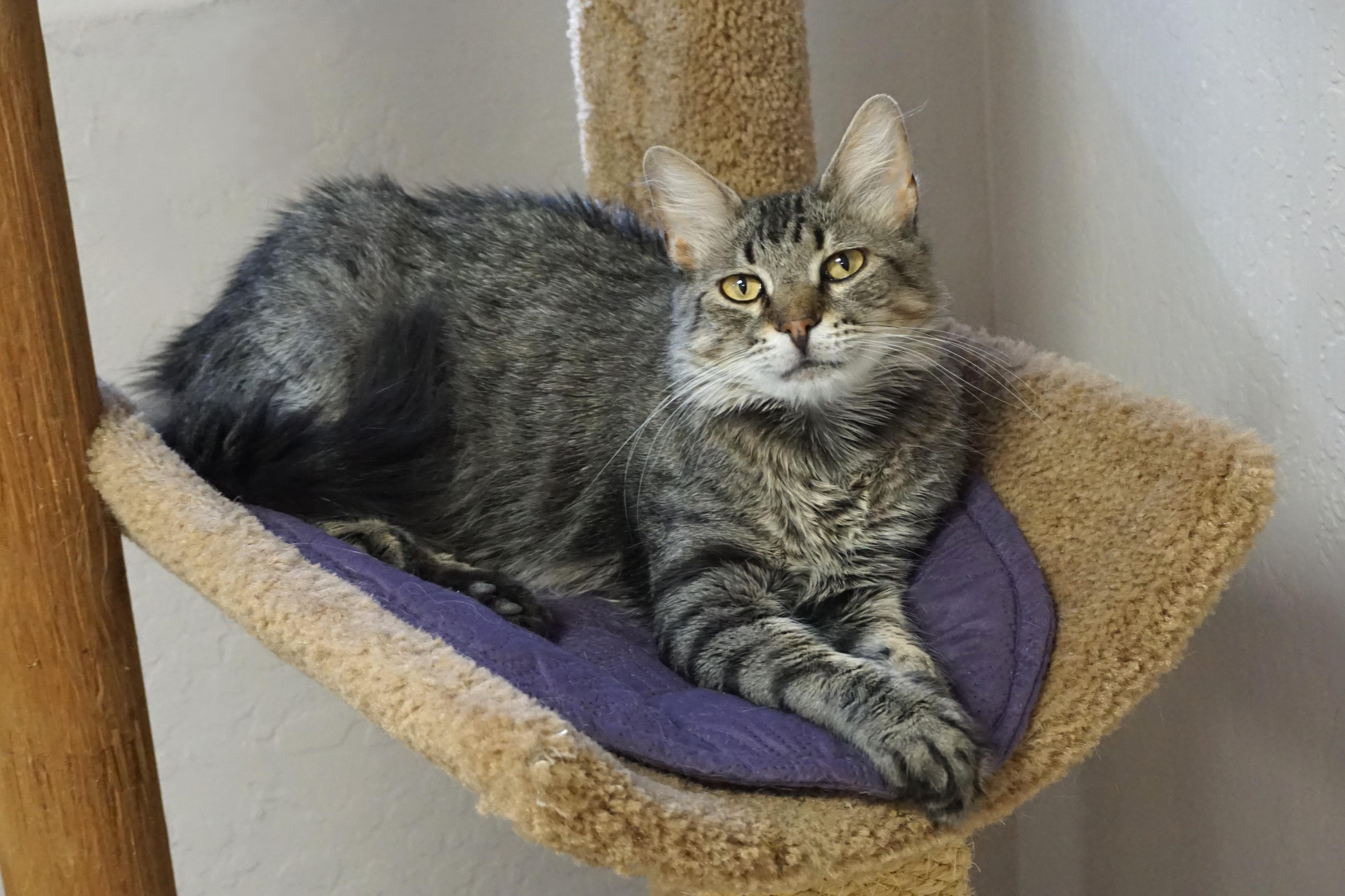 Enlarge Persimmon, a Adoptable Domestic Medium Hair in Fountain Hills, AZ image 4/6