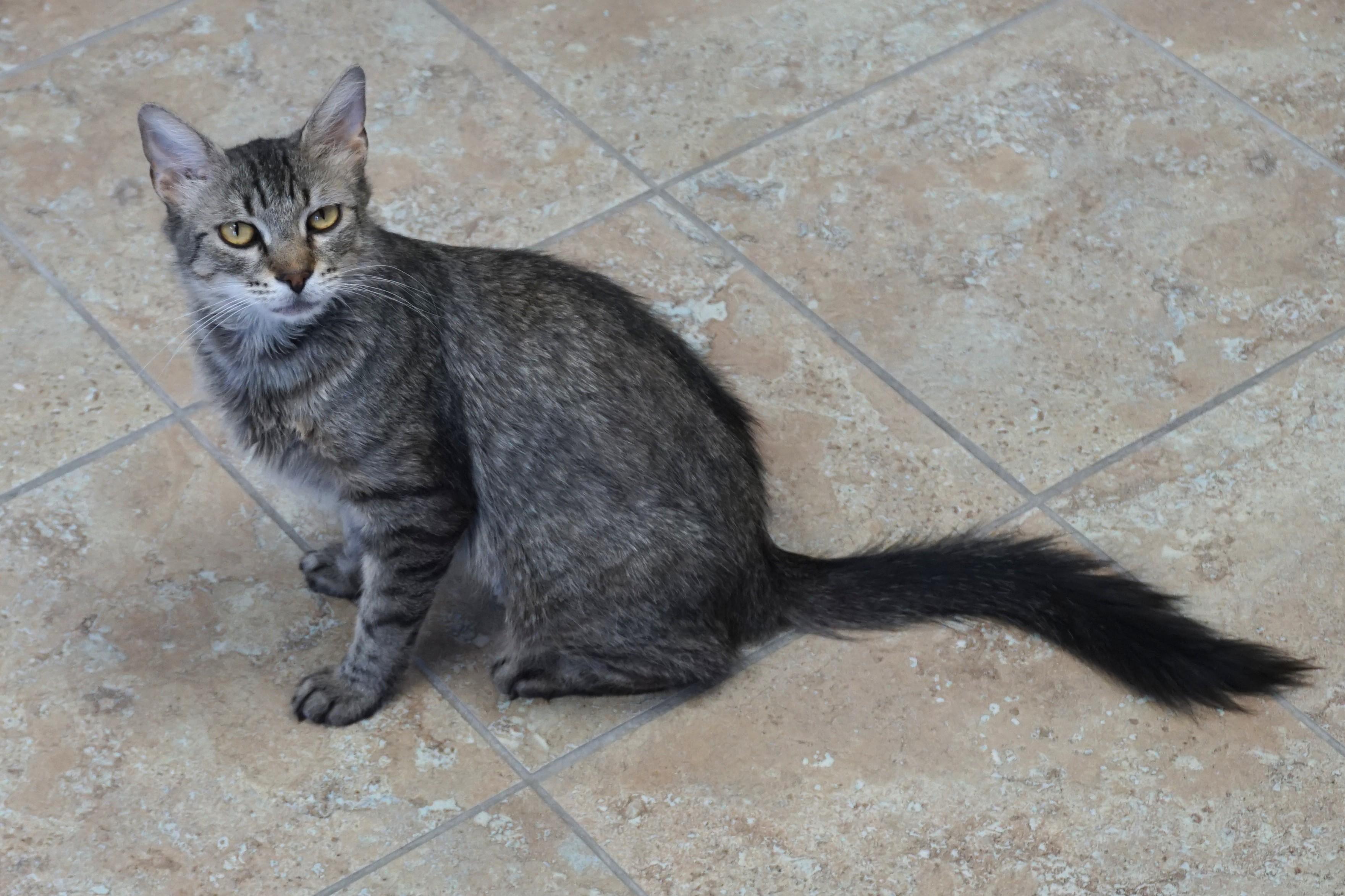 Persimmon, a ADOPTABLE Domestic Medium Hair in Fountain Hills, AZ image 2/4