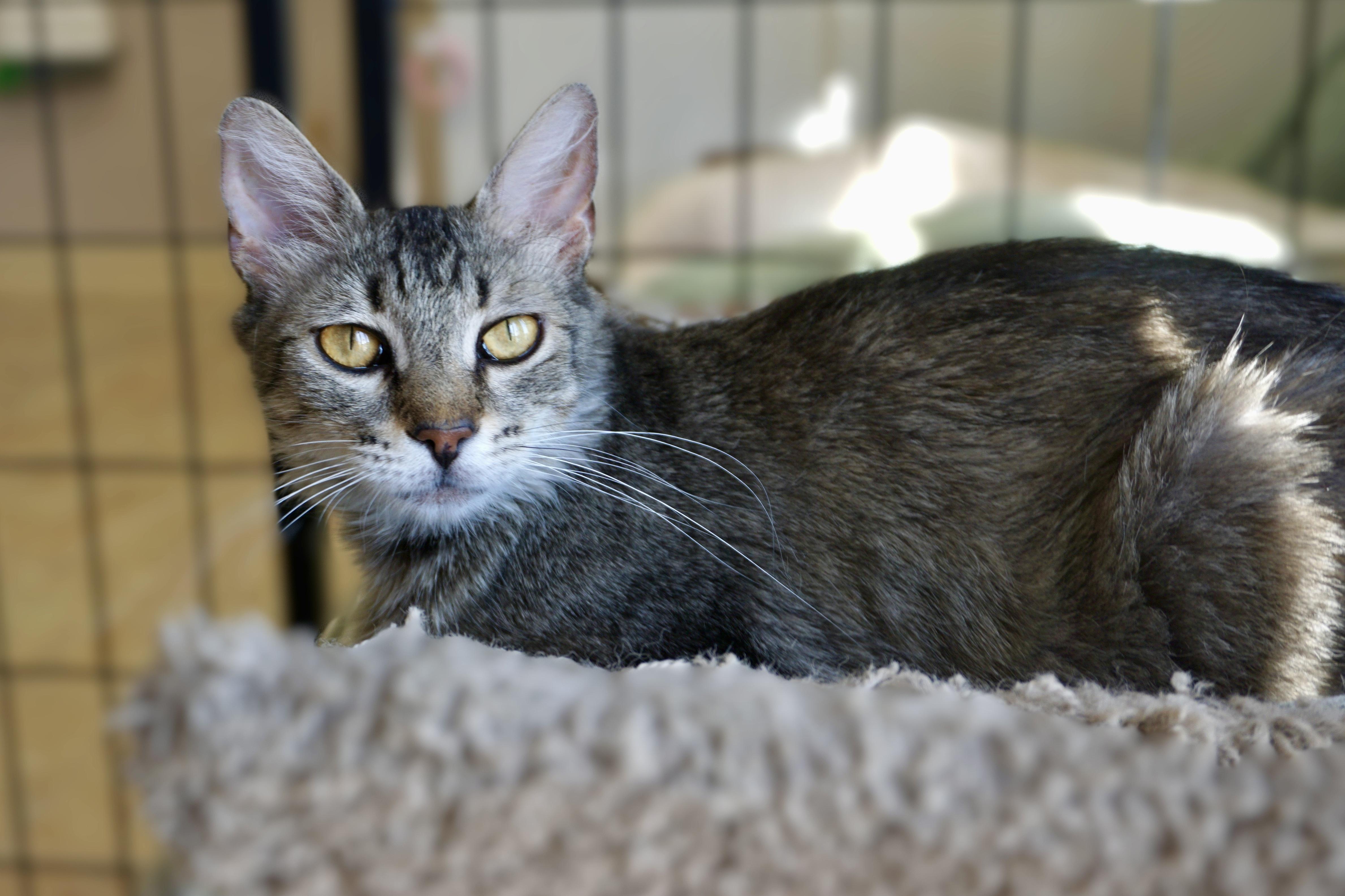 Persimmon, a ADOPTABLE Domestic Medium Hair in Fountain Hills, AZ image 3/4