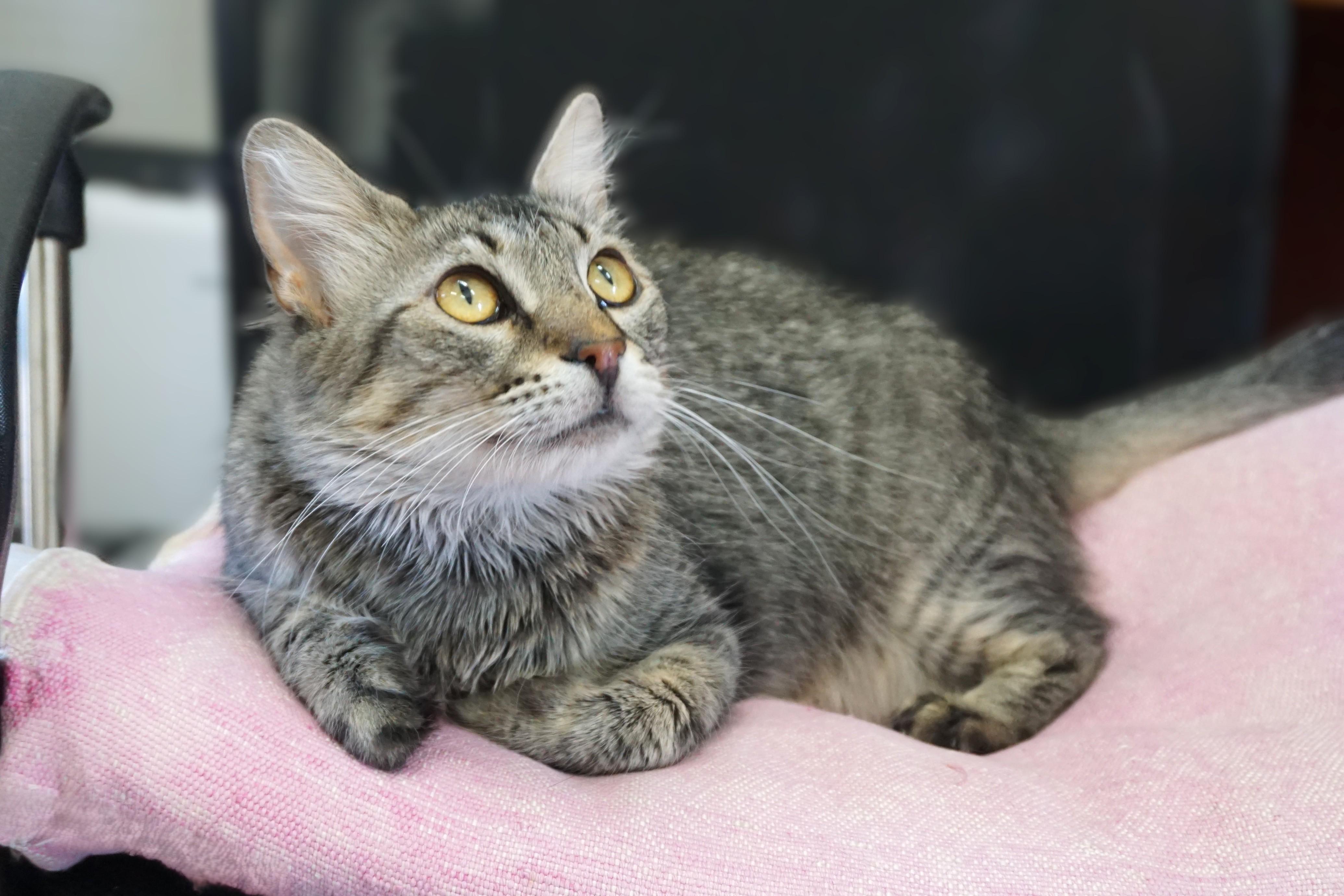 Enlarge Persimmon, an adoptable Domestic Medium Hair in Fountain Hills, AZ image 2/5
