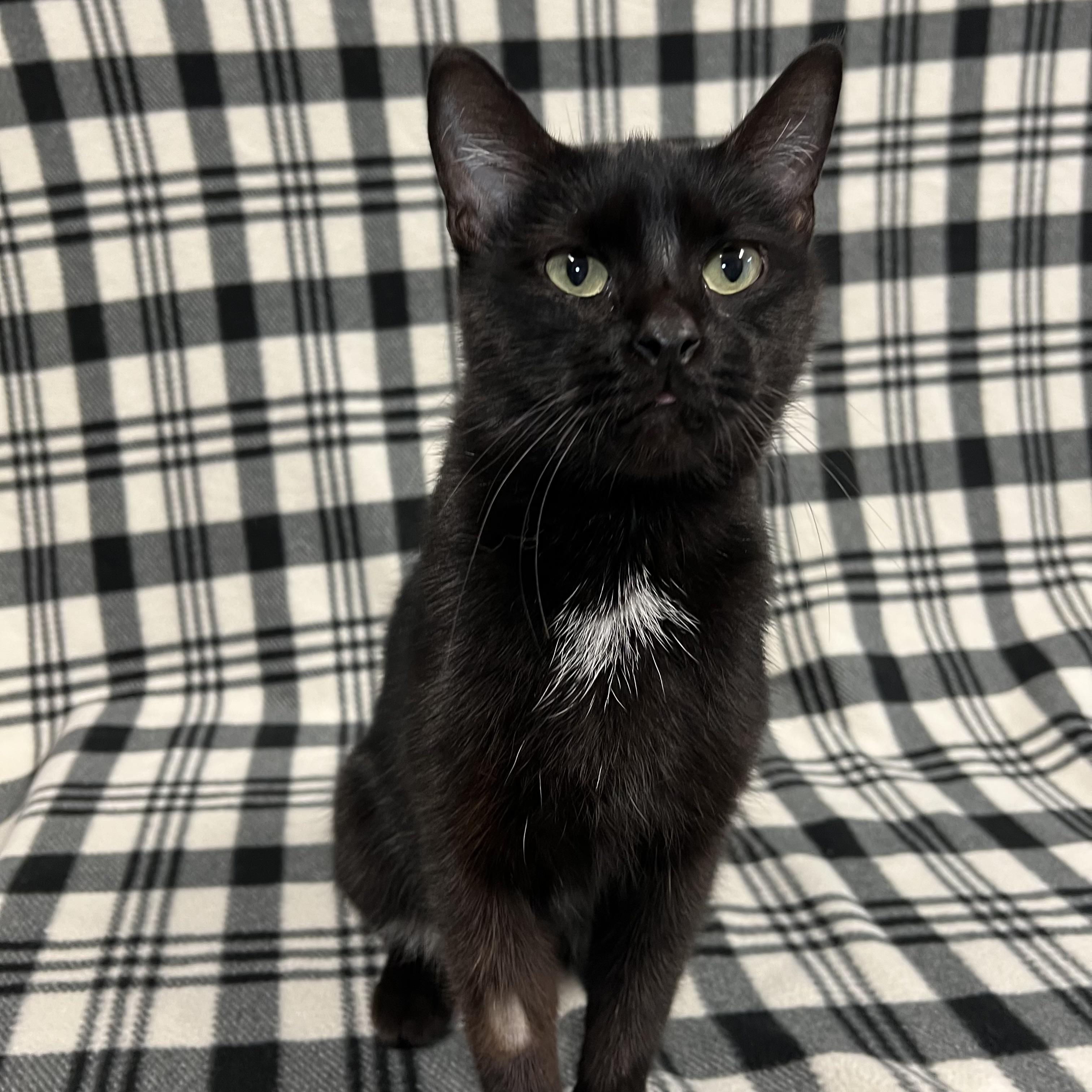 Morgana