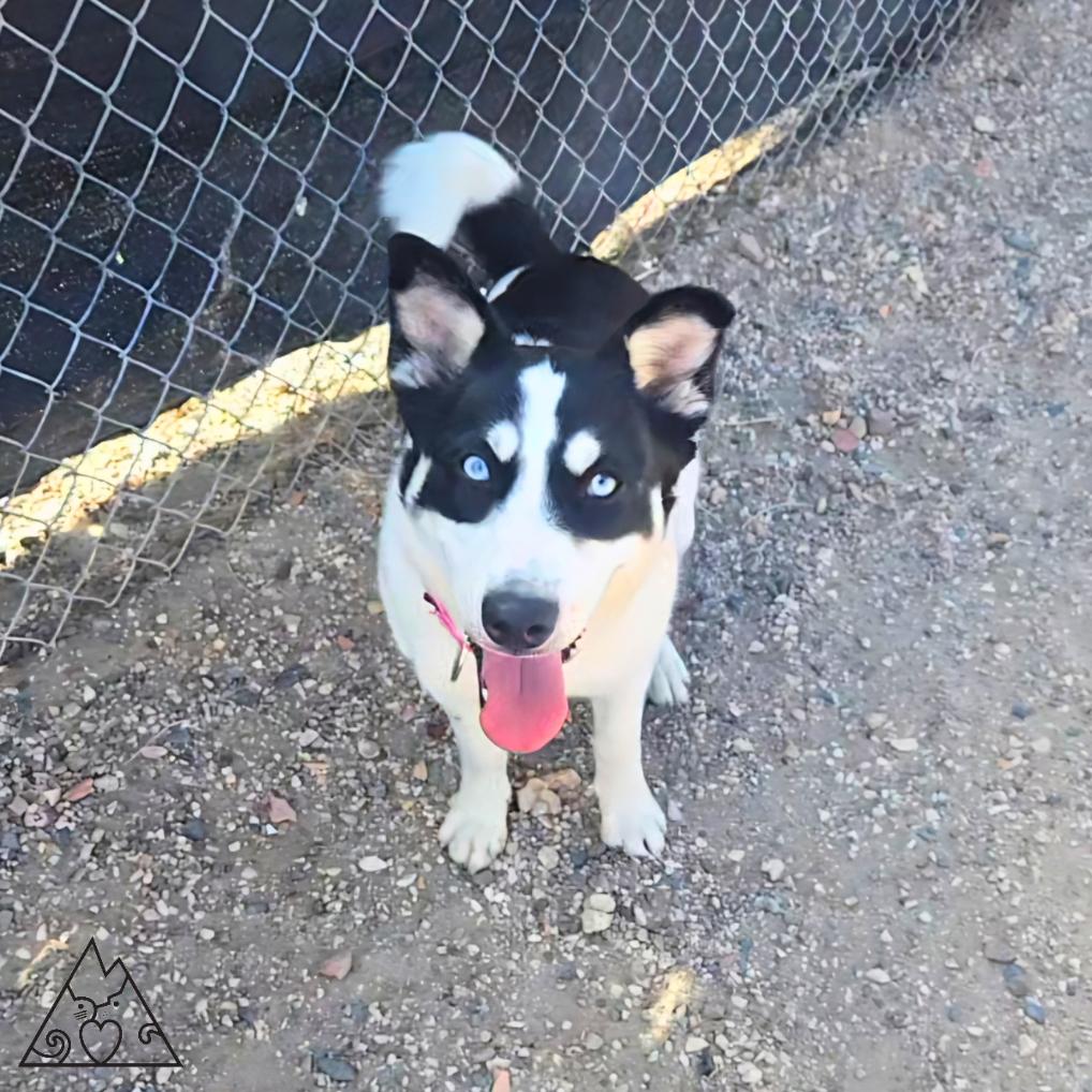 Ahsoka, ADOPTABLE, Young Female Husky & Mixed Breed.