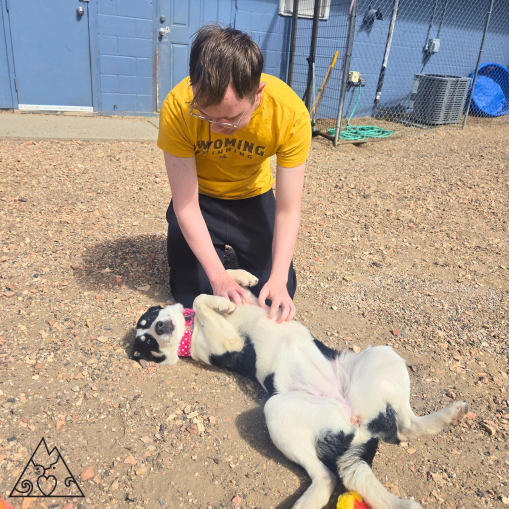 Ahsoka, a ADOPTABLE mixed breed in Douglas, WY image 2/4