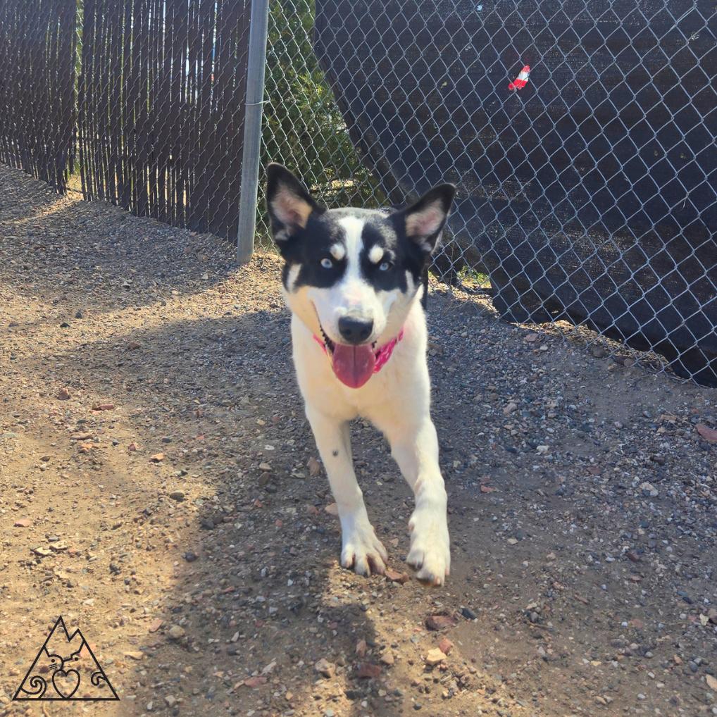 Ahsoka, a ADOPTABLE mixed breed in Douglas, WY image 3/4