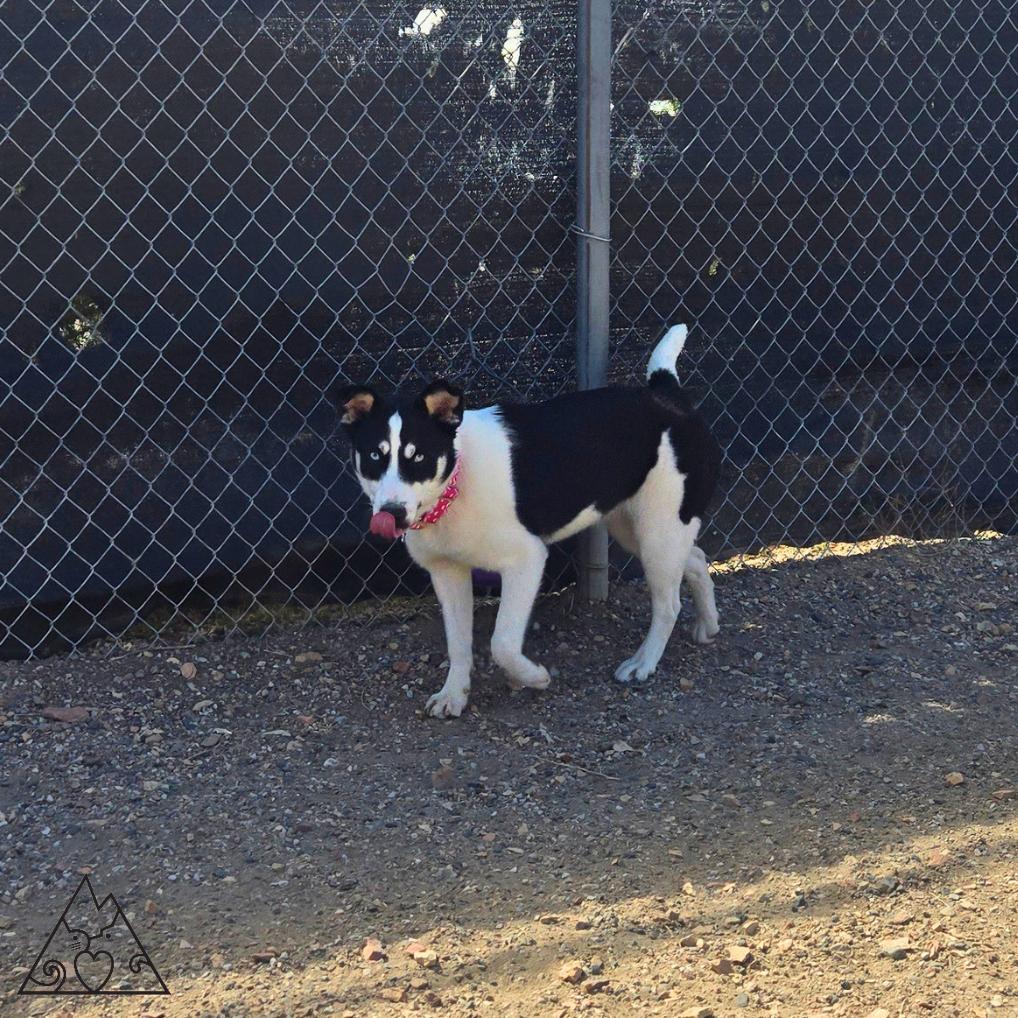 Ahsoka, a ADOPTABLE mixed breed in Douglas, WY image 4/4