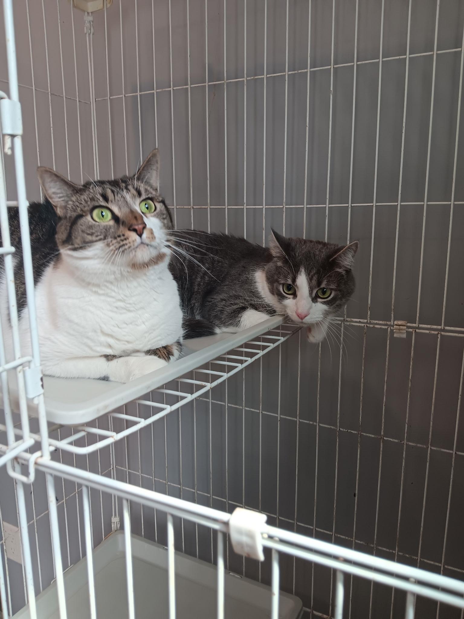Enlarge Dennis and Eleanor, a Adoptable Domestic Short Hair in North East, MD image 1/5