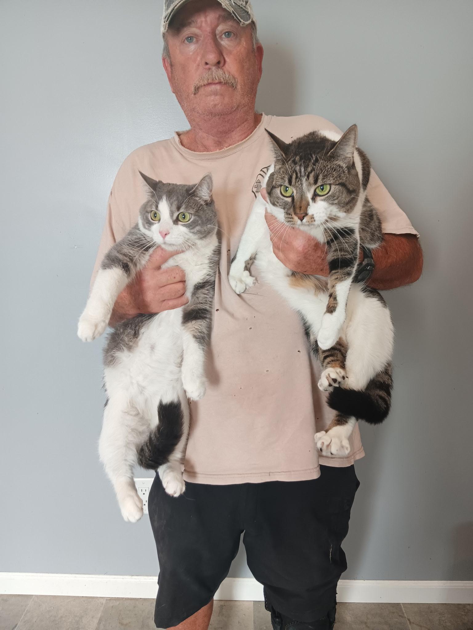 Enlarge Dennis and Eleanor, a Adoptable Domestic Short Hair in North East, MD image 5/5
