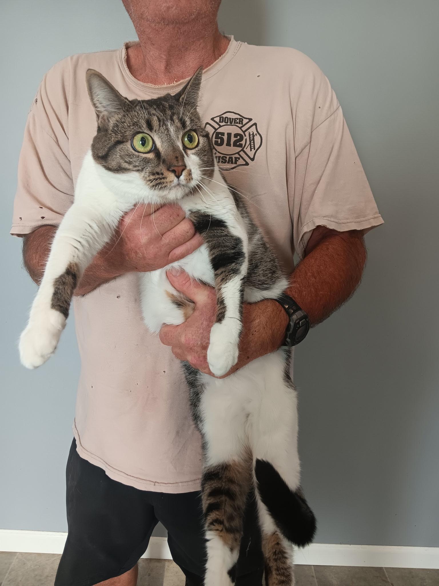 Enlarge Dennis and Eleanor, a Adoptable Domestic Short Hair in North East, MD image 4/5