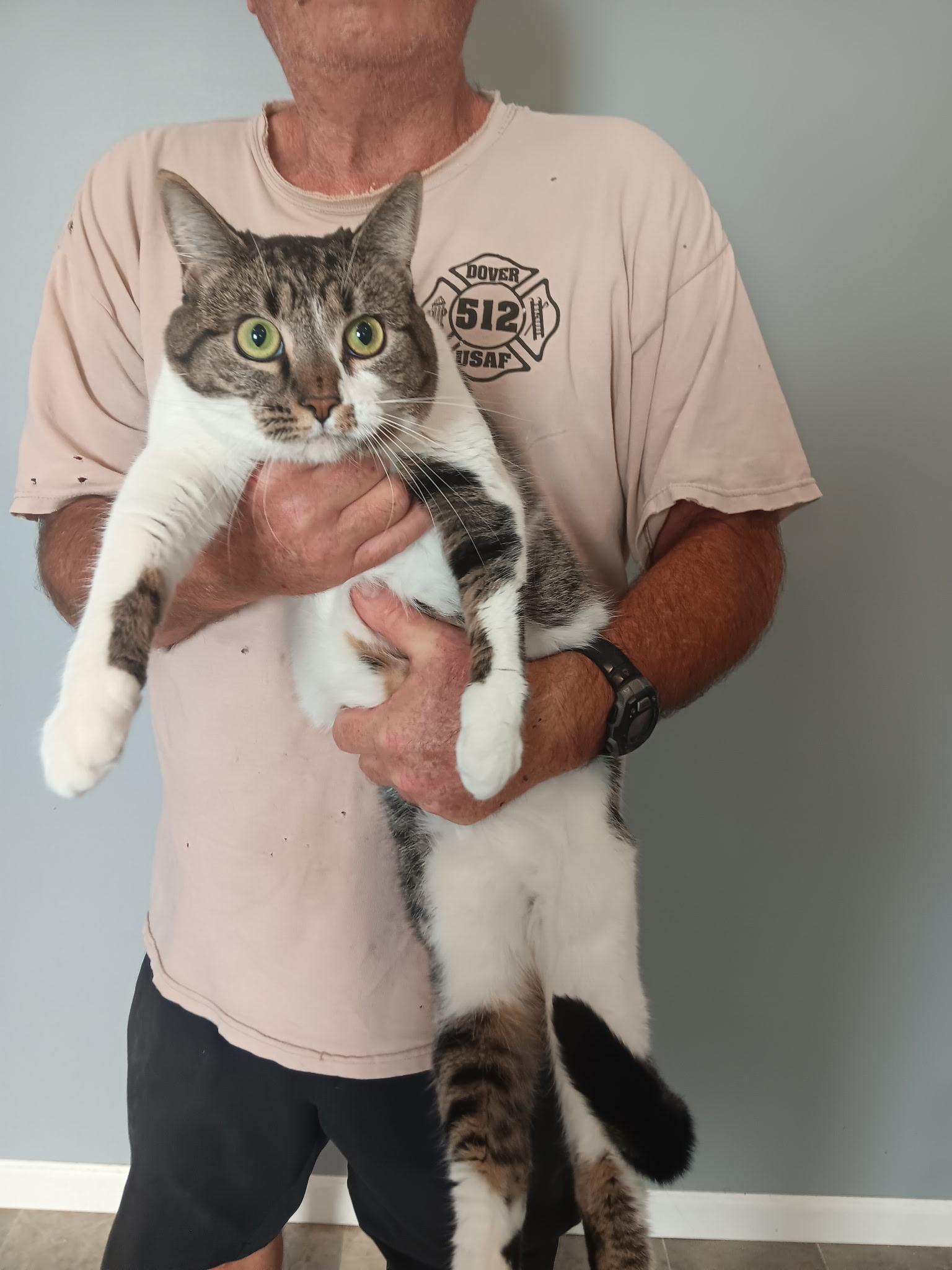 Enlarge Dennis and Eleanor, a Adoptable Domestic Short Hair in North East, MD image 3/5