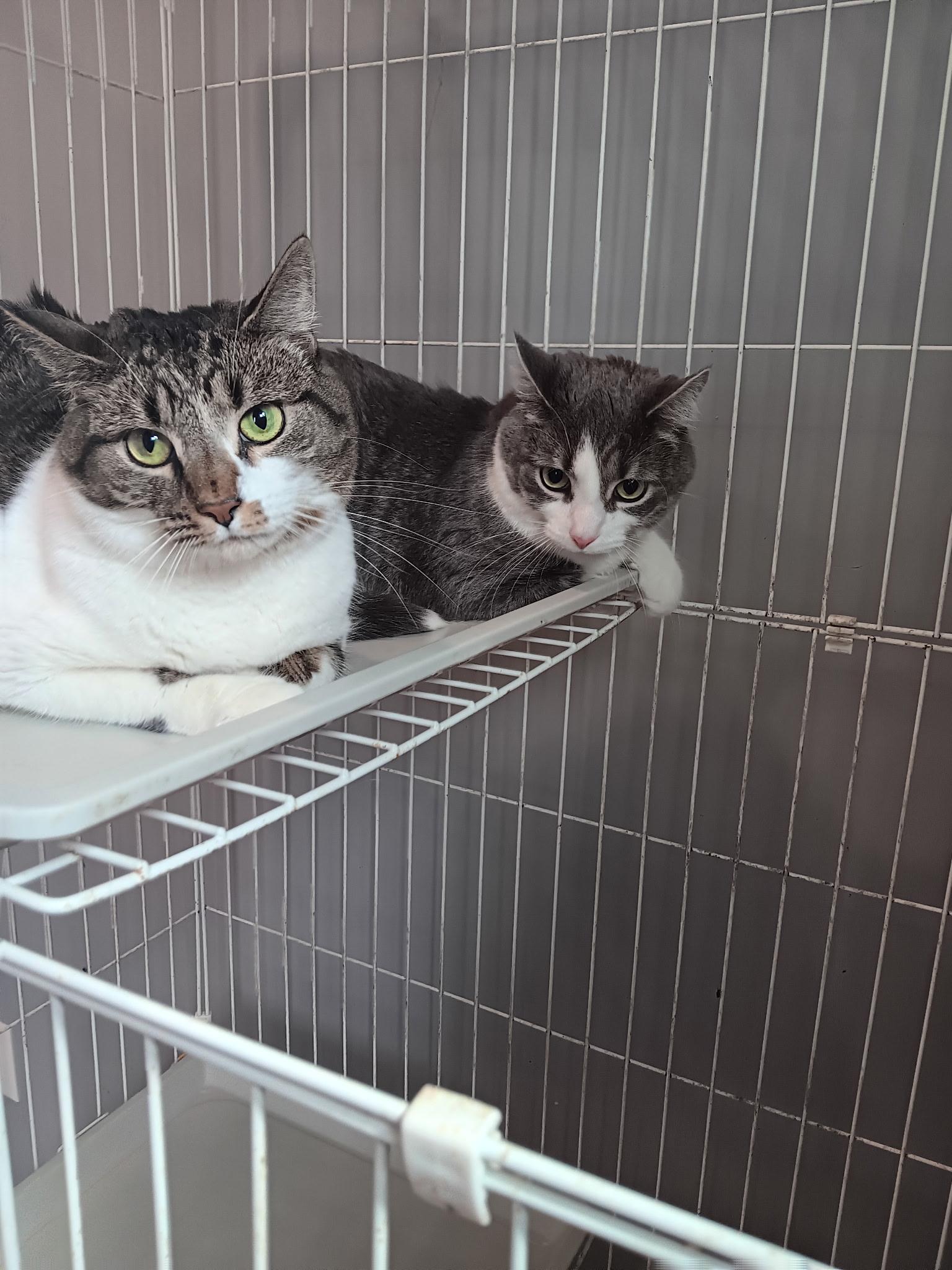 Enlarge Dennis and Eleanor, a Adoptable Domestic Short Hair in North East, MD image 2/5