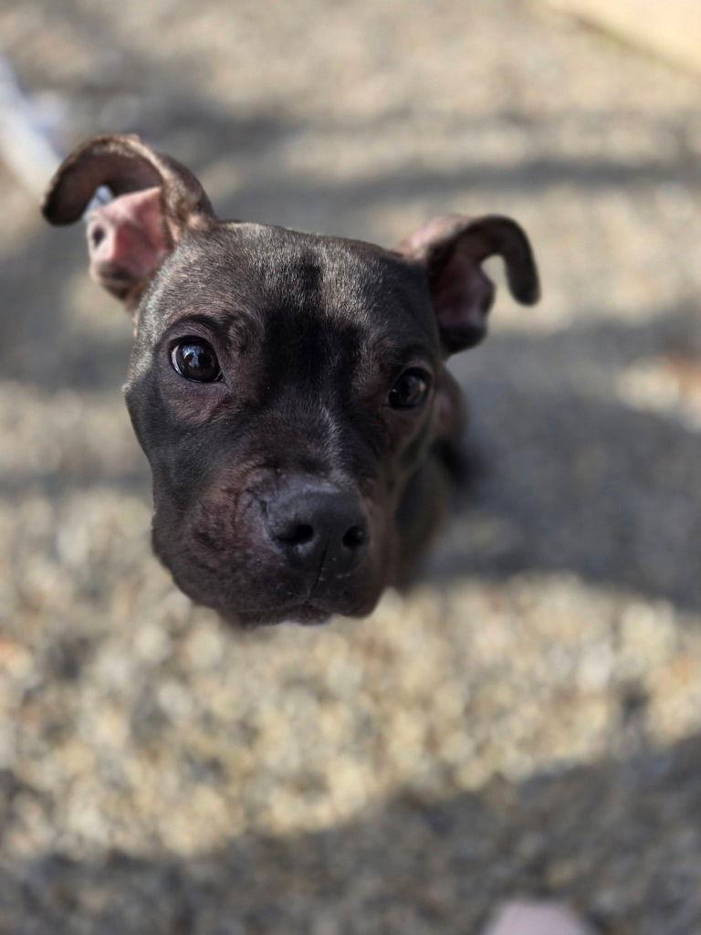 Nicky, Adoptable, Young Male American Staffordshire Terrier & American Staffordshire Terrier.