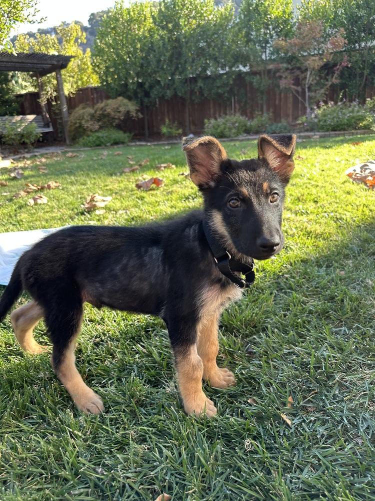 Enlarge Rocket, a Adoptable German Shepherd Dog in Palo Alto, CA image 2/6