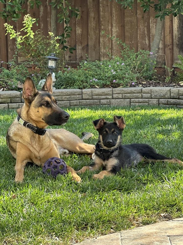 Enlarge Rocket, a Adoptable German Shepherd Dog in Palo Alto, CA image 3/6