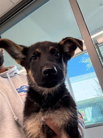 Enlarge Rocket, a Adoptable German Shepherd Dog in Palo Alto, CA image 6/6