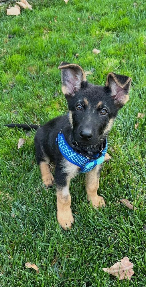 Enlarge Rocket, a Adoptable German Shepherd Dog in Palo Alto, CA image 4/6