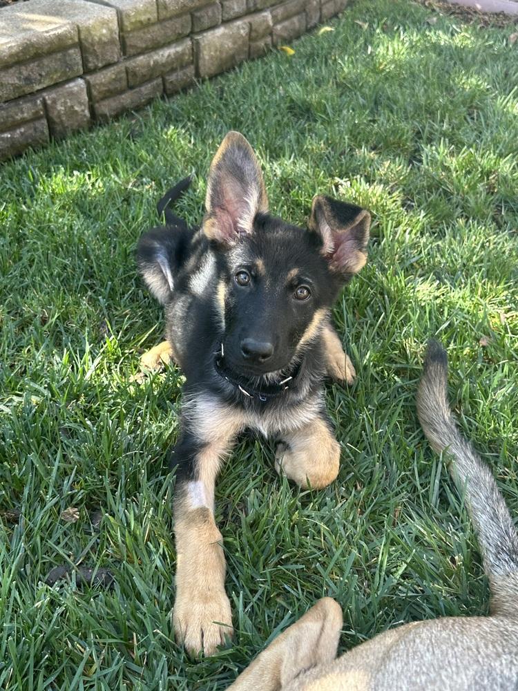 Rocket, Adoptable, Puppy Male German Shepherd Dog.